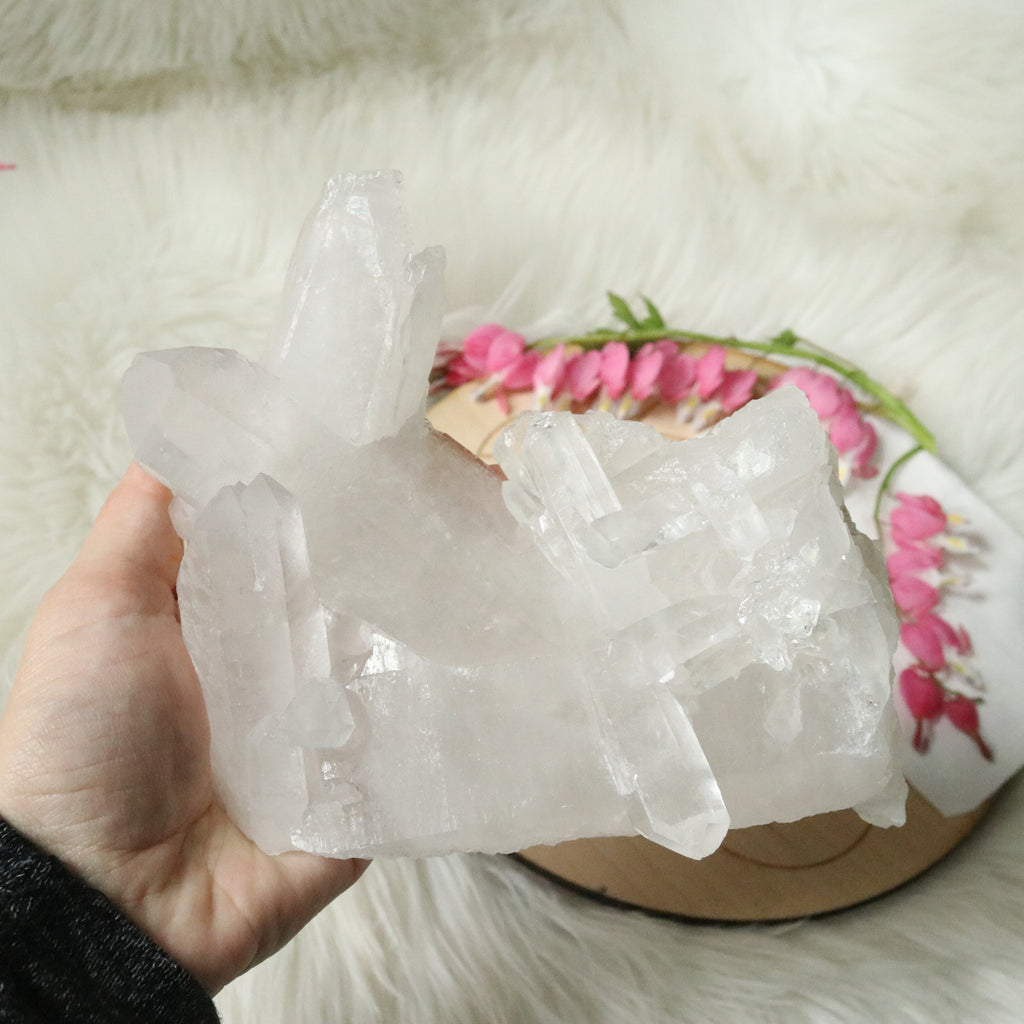 Large Tabby Clear Quartz Cluster Grade A from Brazil~ - Earth Family Crystals