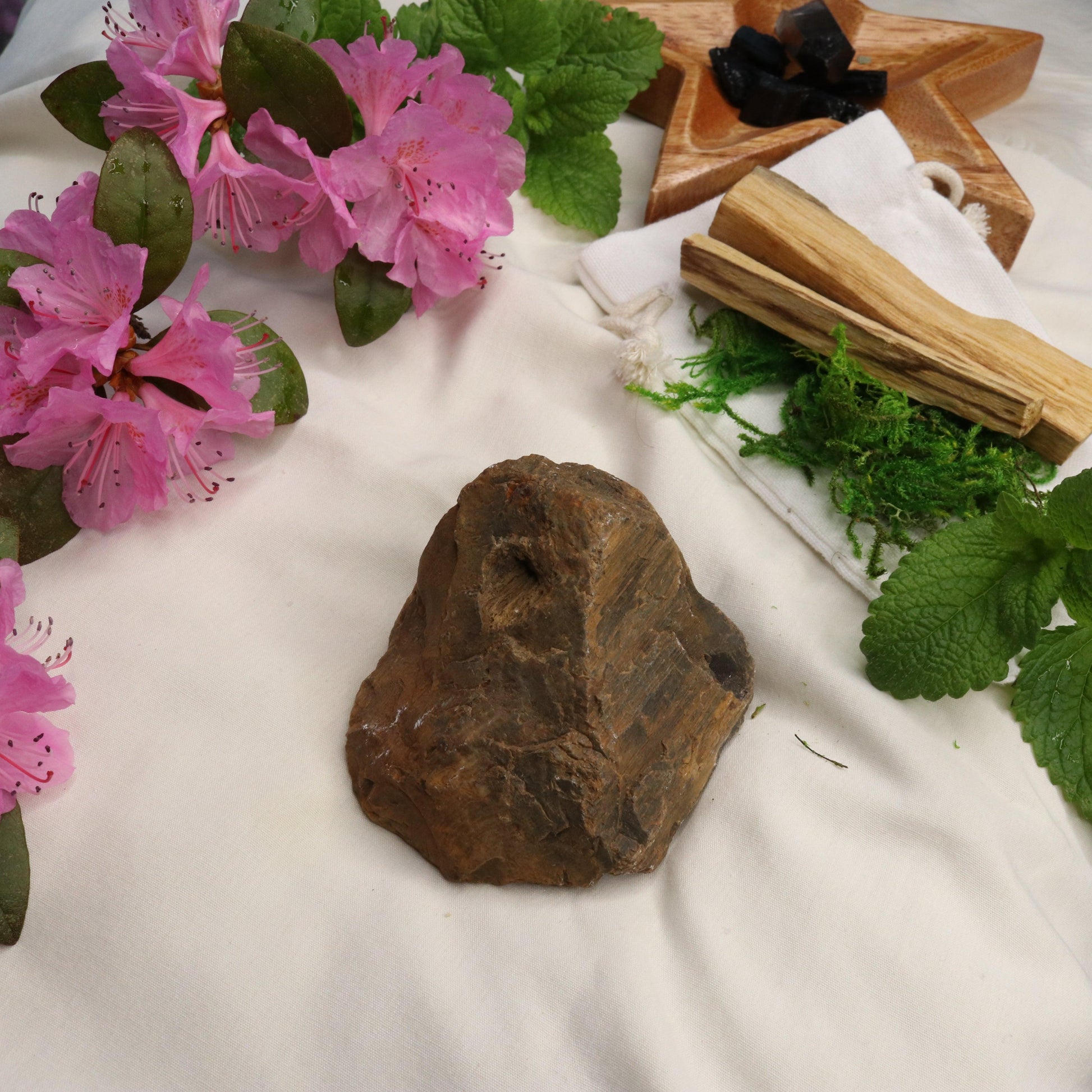 Natural Petrified Wood Specimen ~ Grounding Energy - Earth Family Crystals