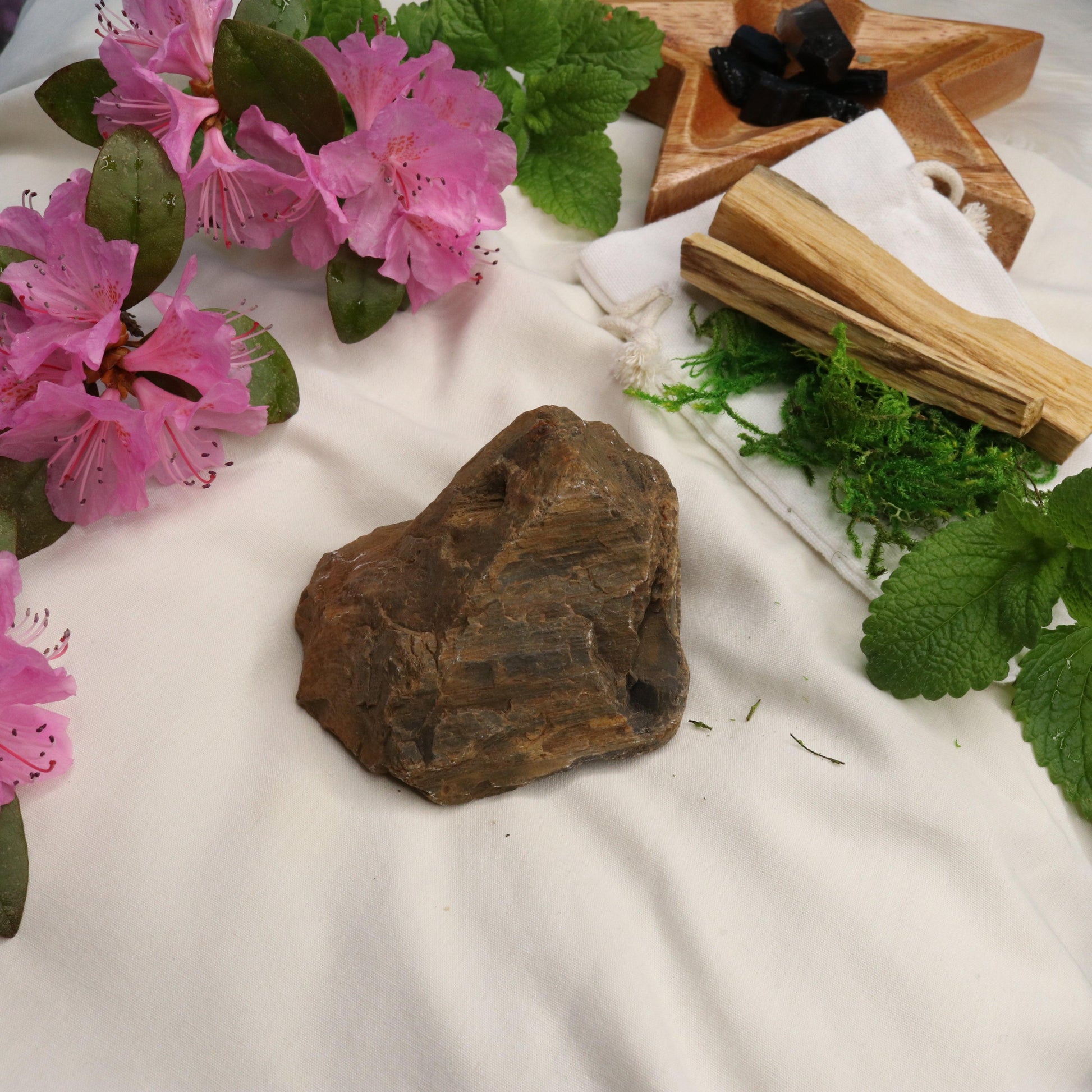 Natural Petrified Wood Specimen ~ Grounding Energy - Earth Family Crystals
