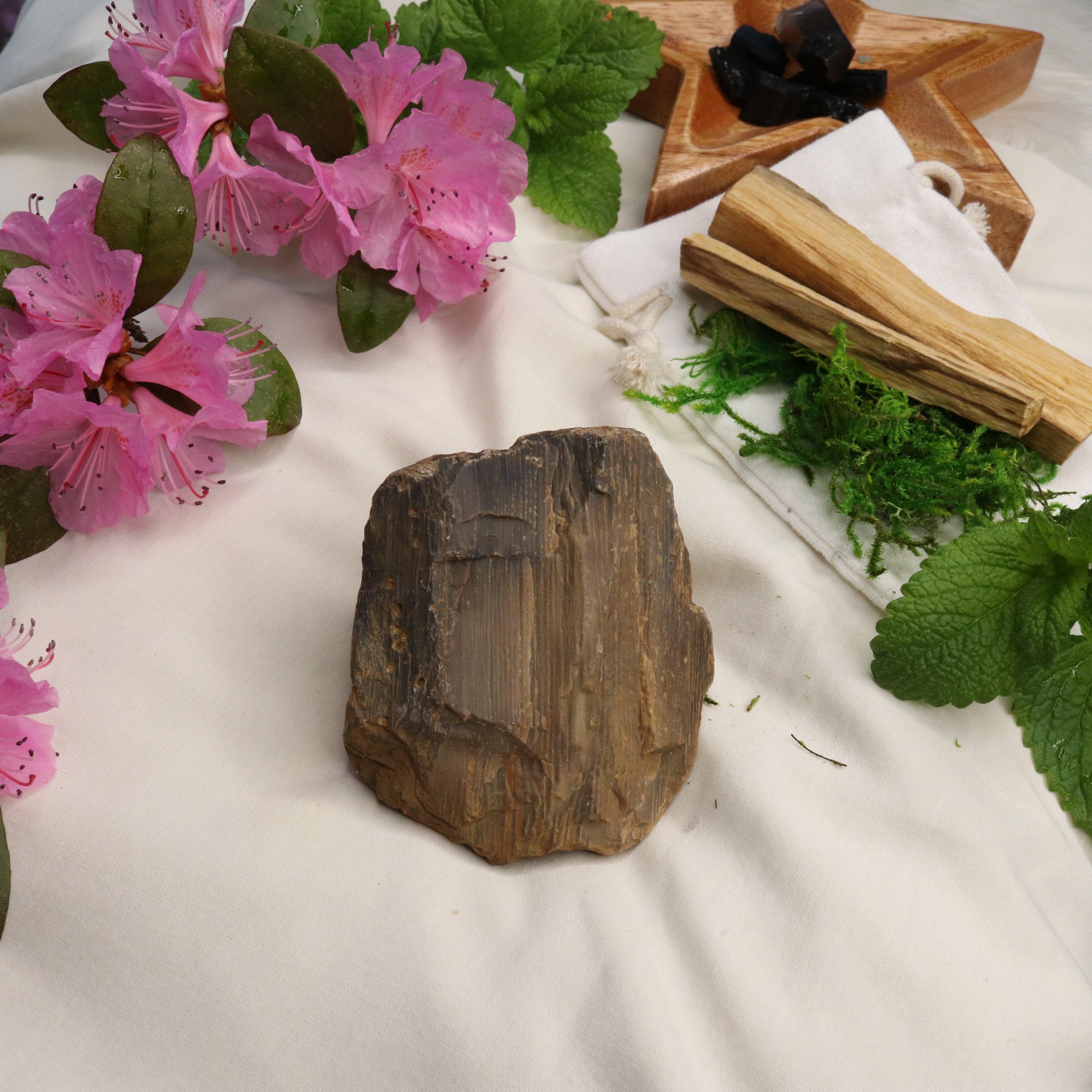 Natural Petrified Wood Specimen ~ Grounding Energy - Earth Family Crystals