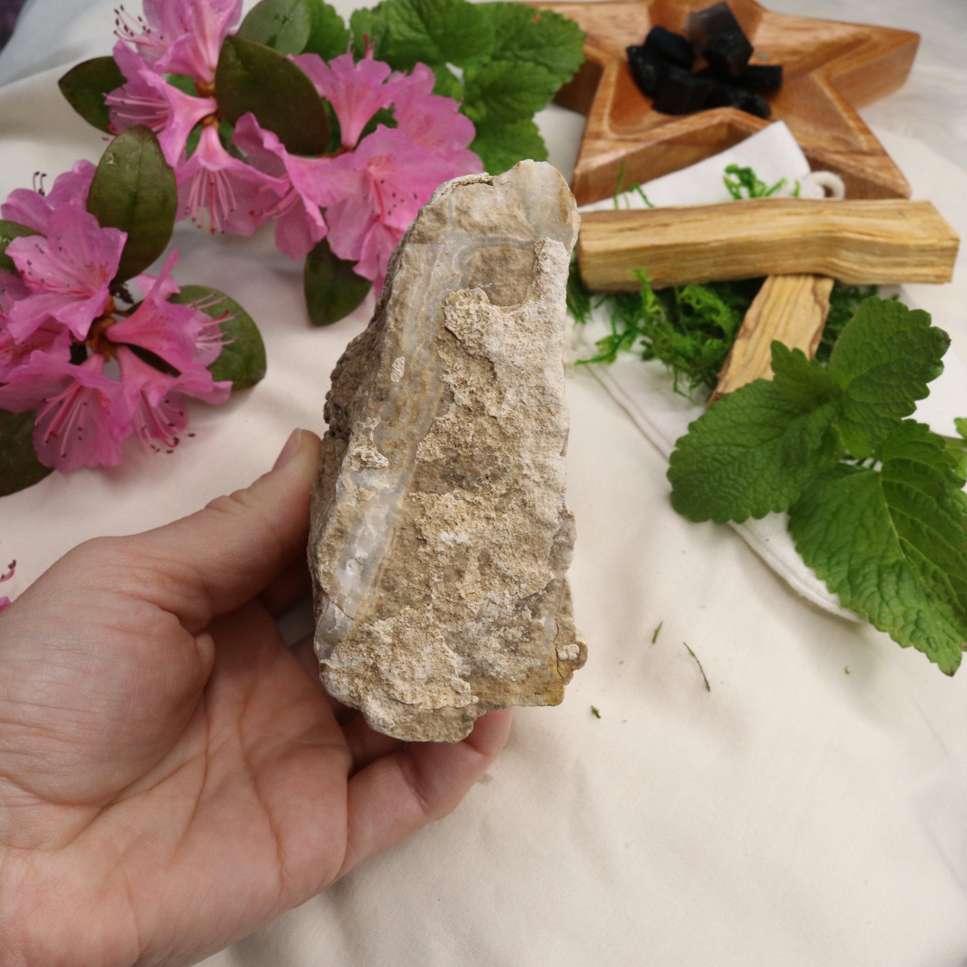 Natural Petrified Wood Specimen ~ Earthy Grounding Energy - Earth Family Crystals