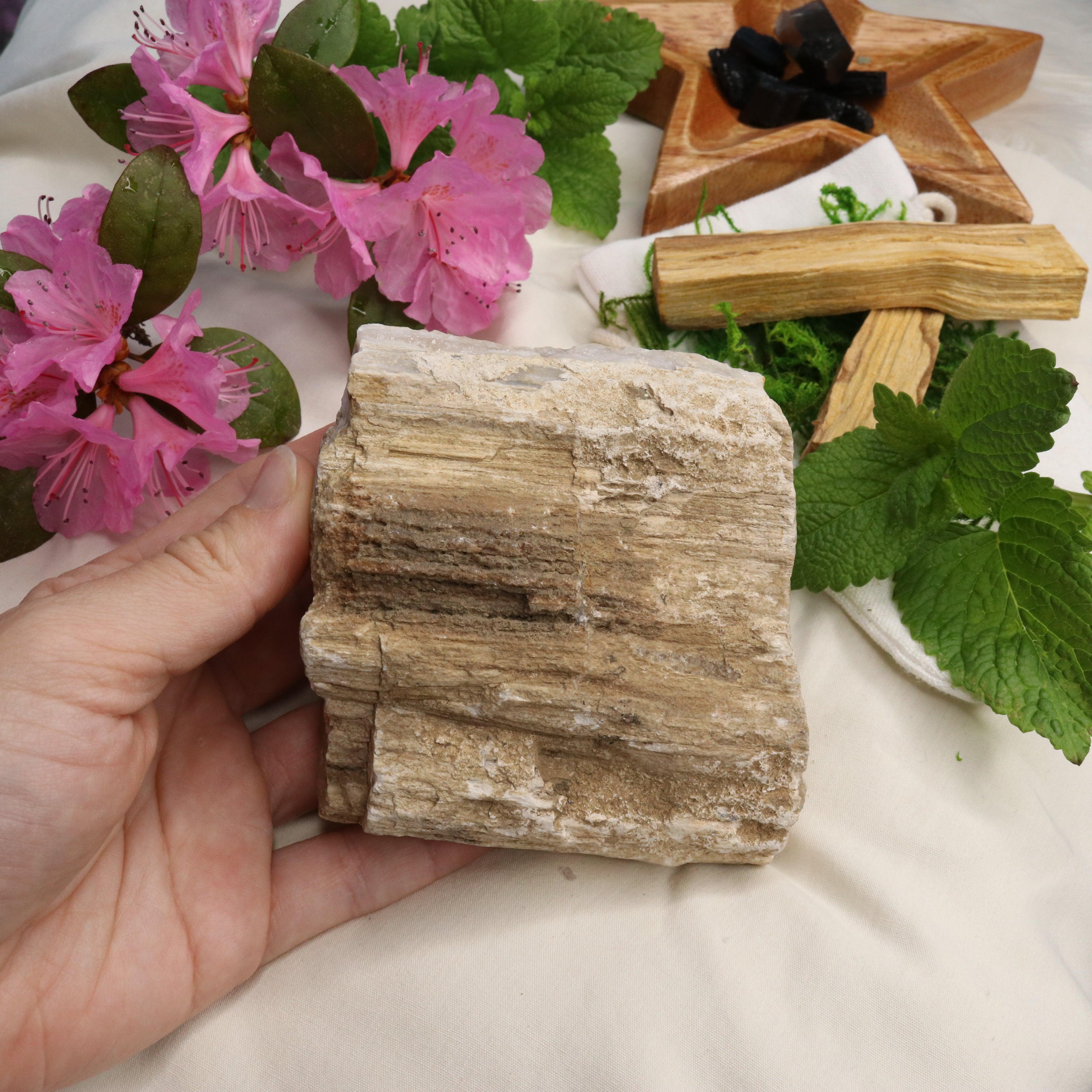 Natural Petrified Wood Specimen ~ Earthy Grounding Energy - Earth Family Crystals