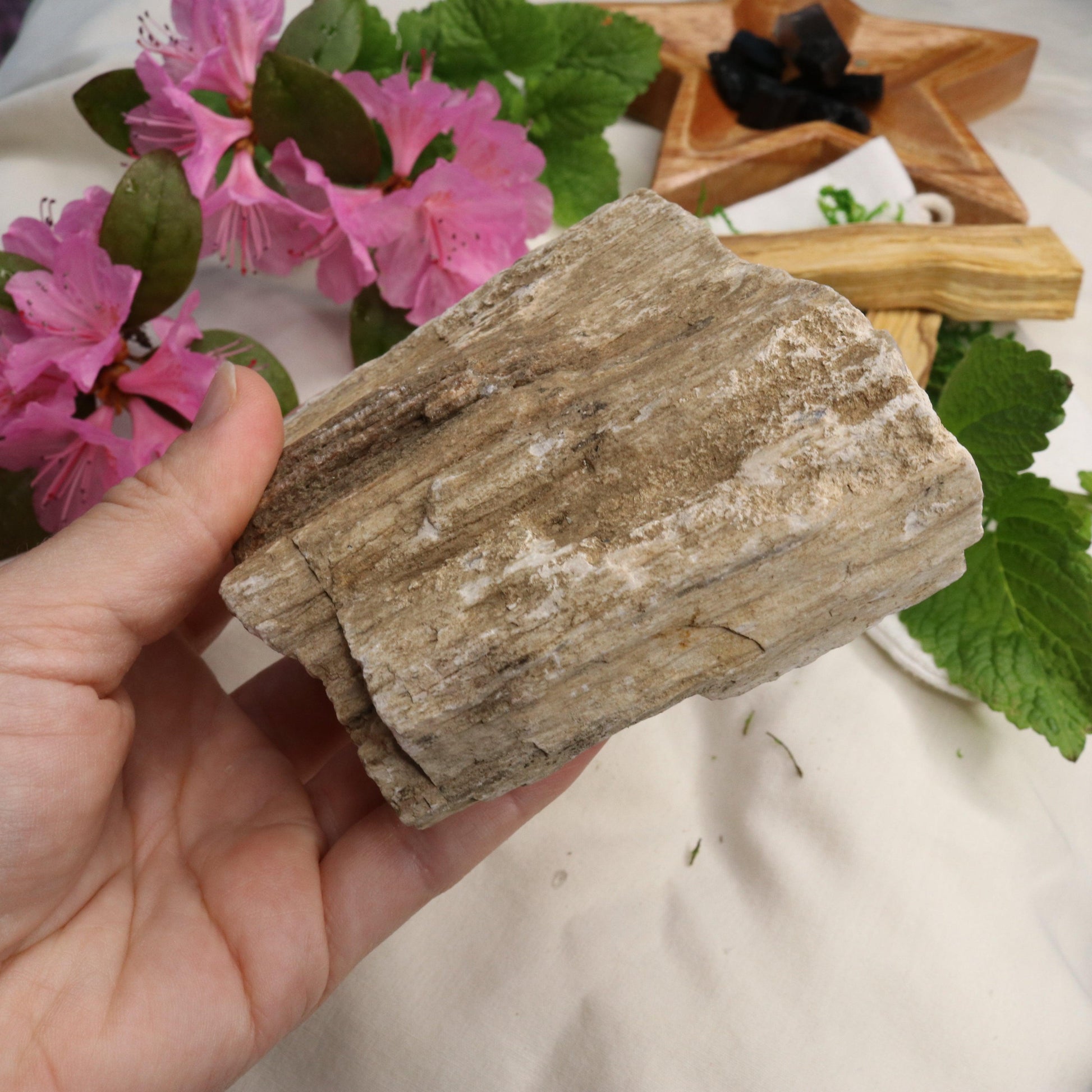 Natural Petrified Wood Specimen ~ Earthy Grounding Energy - Earth Family Crystals