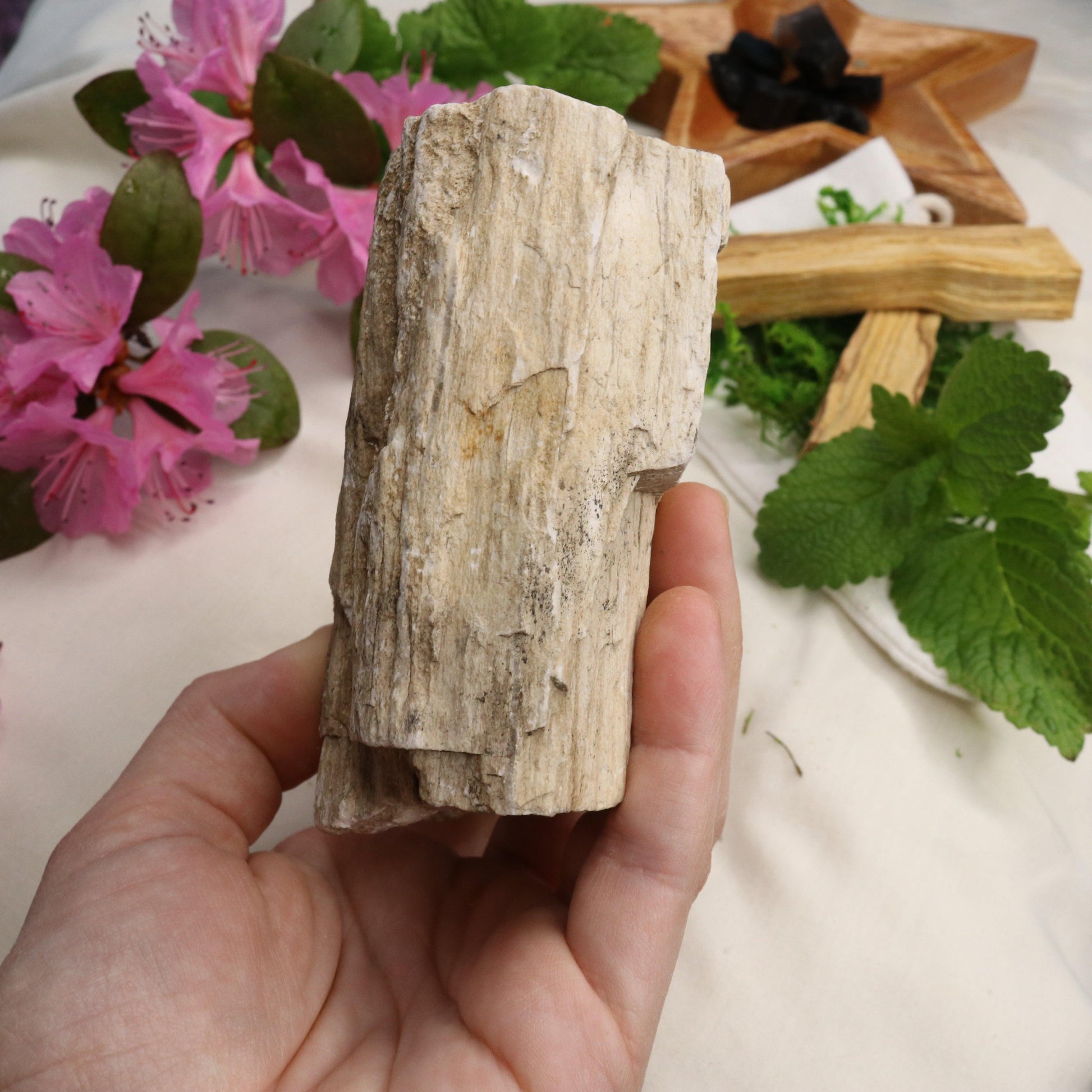 Natural Petrified Wood Specimen ~ Earthy Grounding Energy - Earth Family Crystals