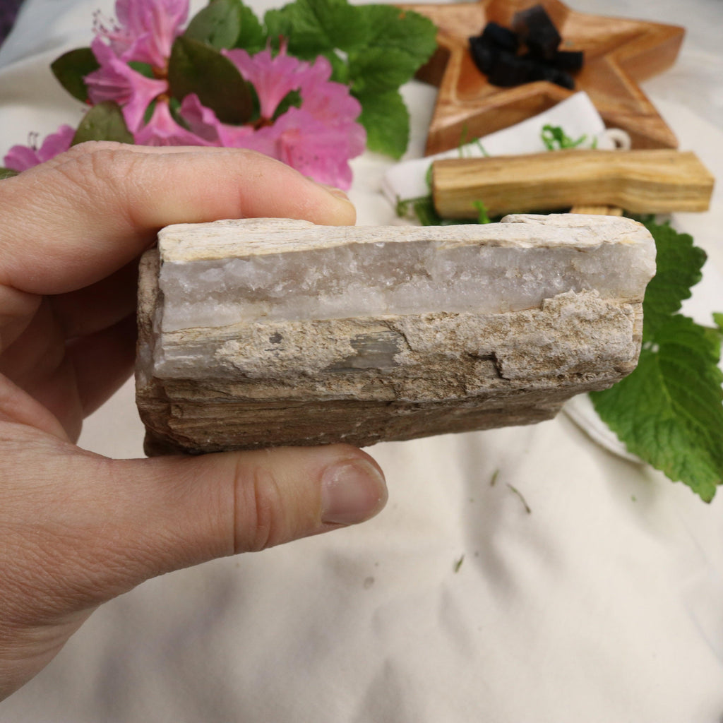 Natural Petrified Wood Specimen ~ Earthy Grounding Energy - Earth Family Crystals