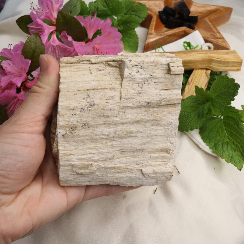 Natural Petrified Wood Specimen ~ Earthy Grounding Energy - Earth Family Crystals
