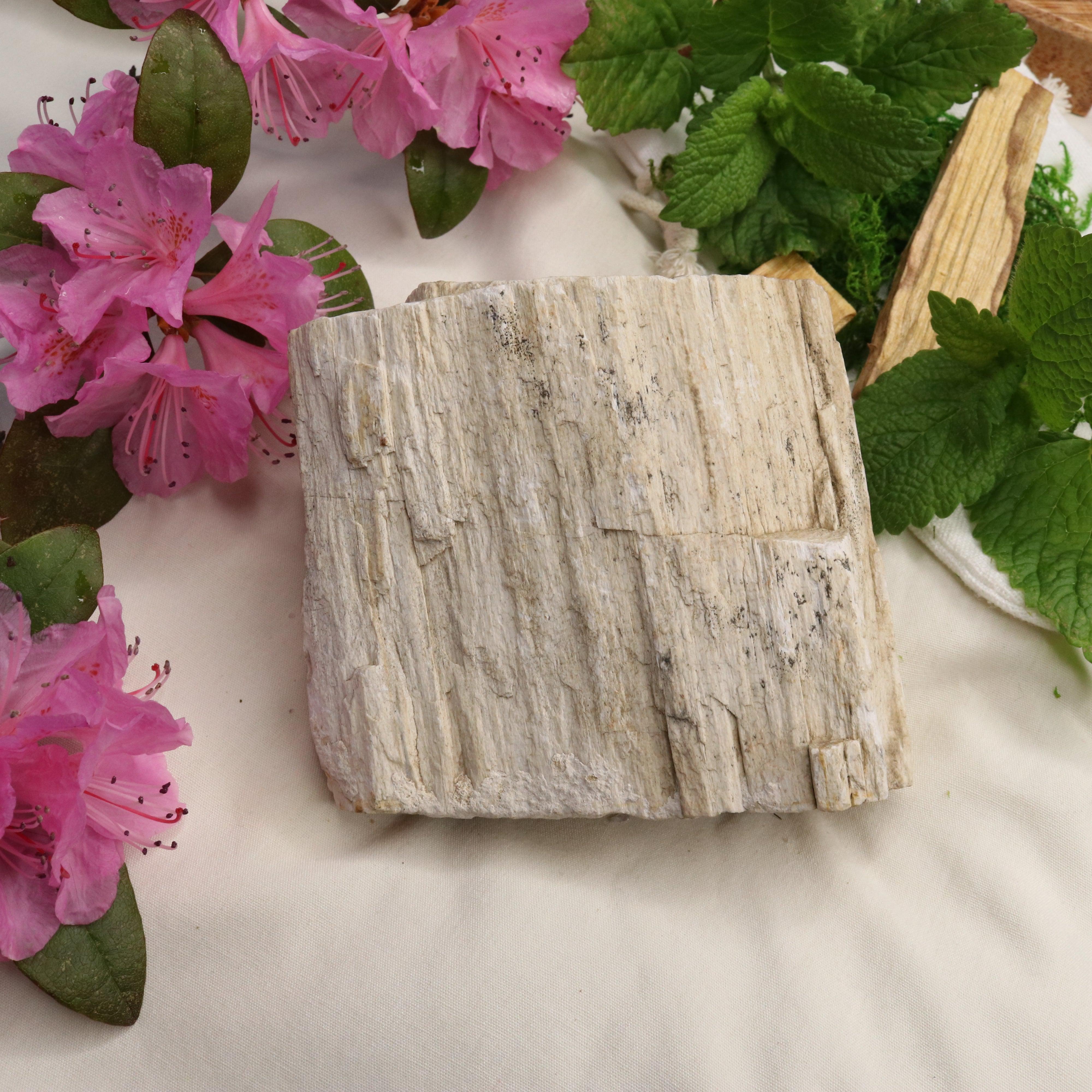 Natural Petrified Wood Specimen ~ Earthy Grounding Energy - Earth Family Crystals