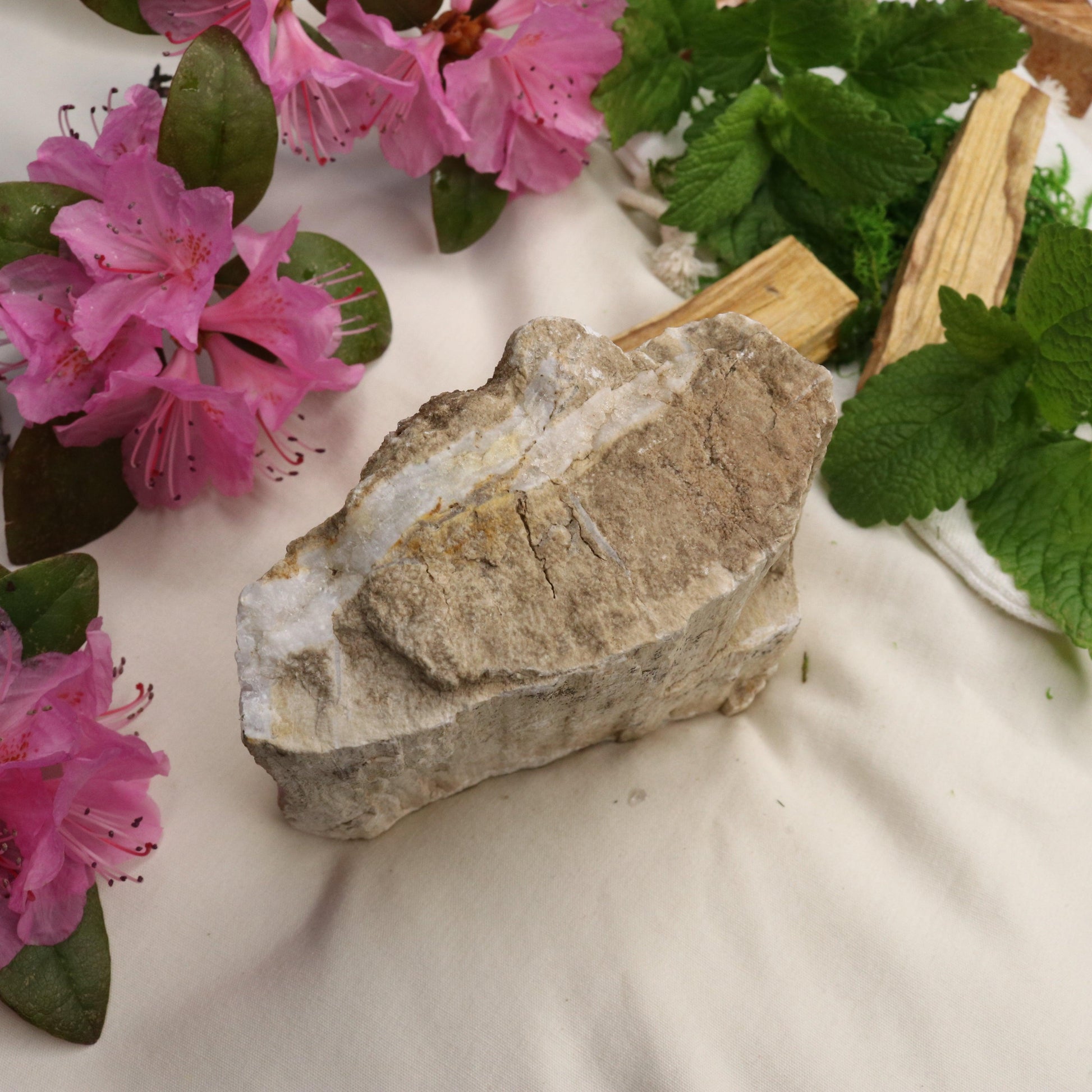 Natural Petrified Wood Specimen ~ Earthy Grounding Energy - Earth Family Crystals