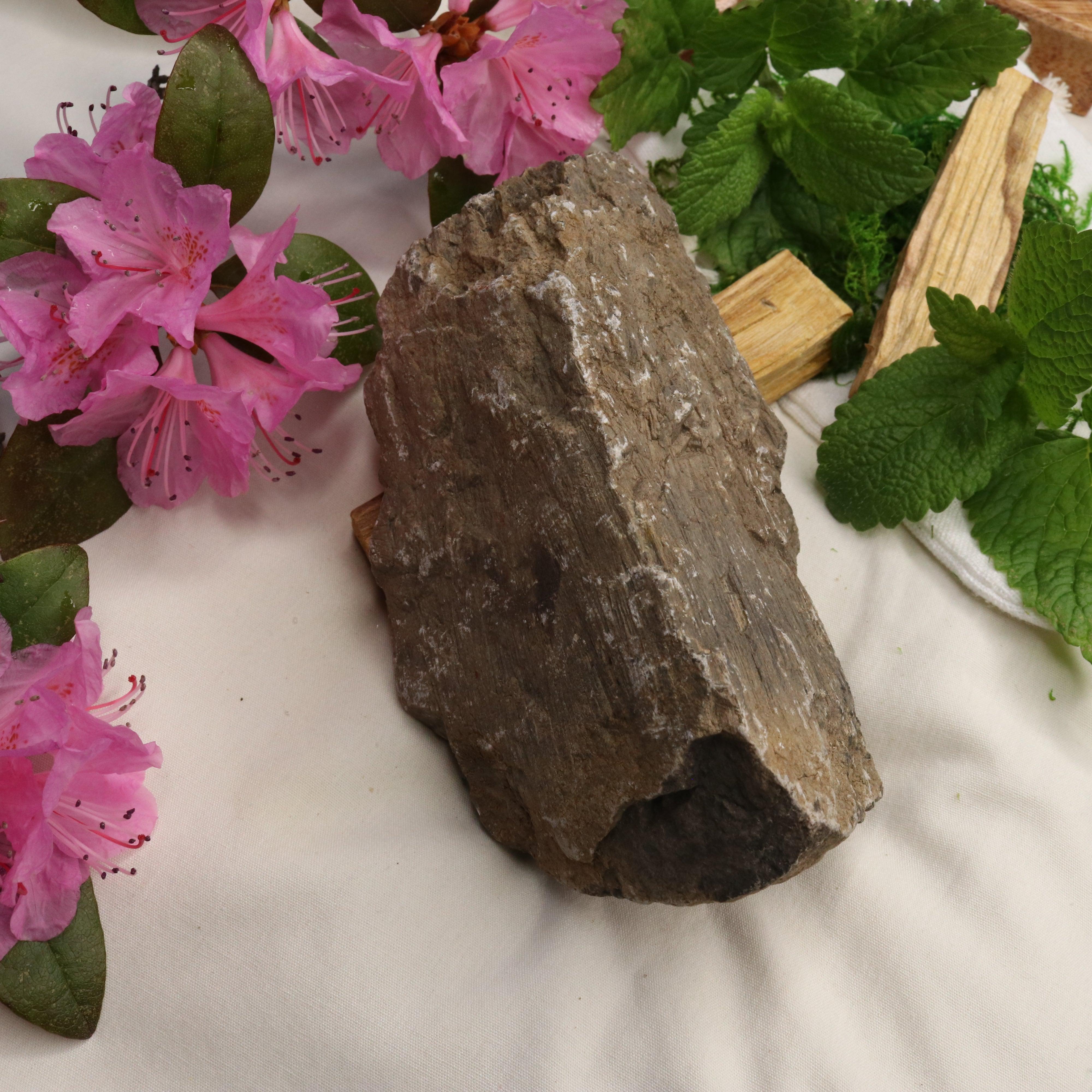 Natural Petrified Wood Specimen ~ Root Chakra Connections - Earth Family Crystals