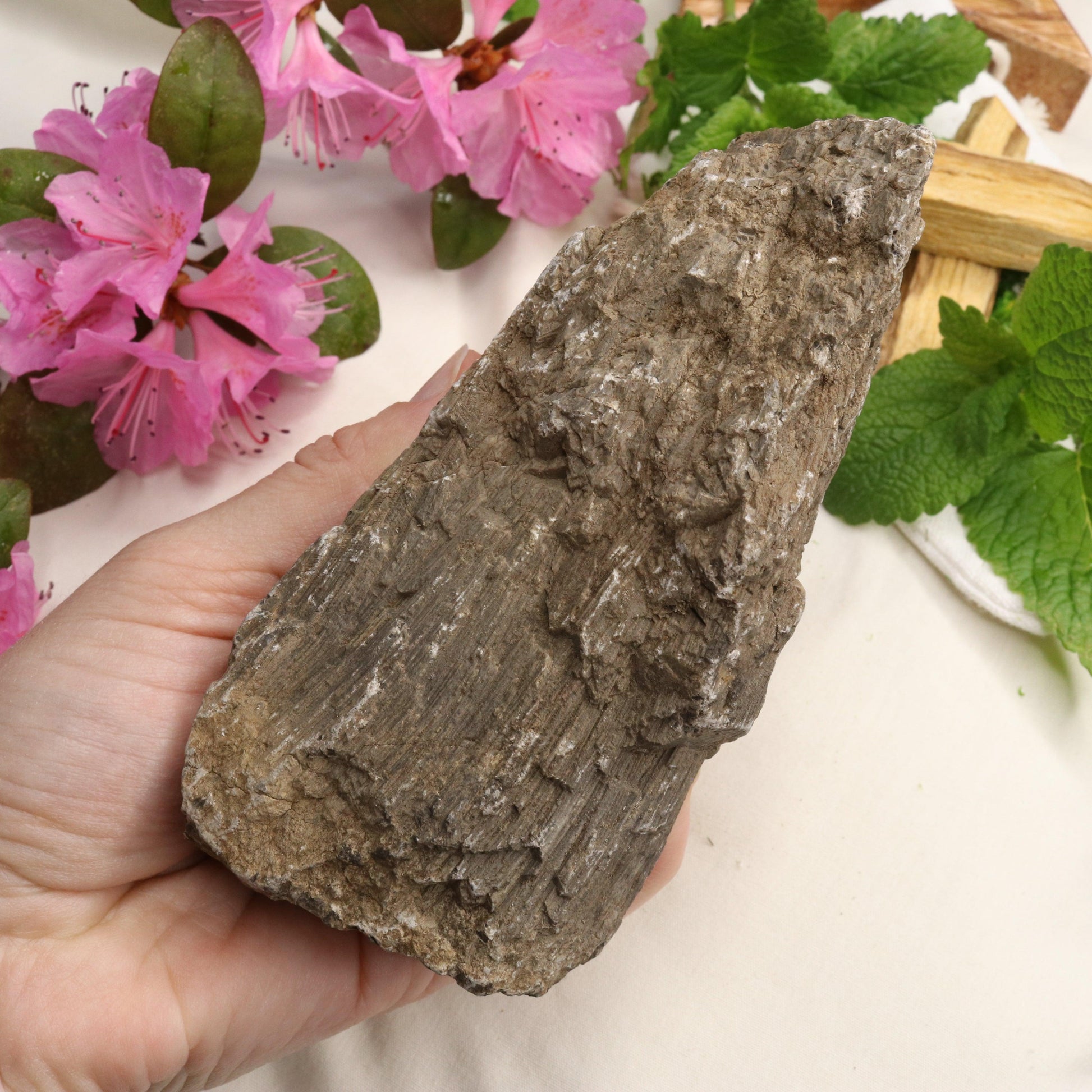 Natural Petrified Wood Specimen ~ Root Chakra Connections - Earth Family Crystals