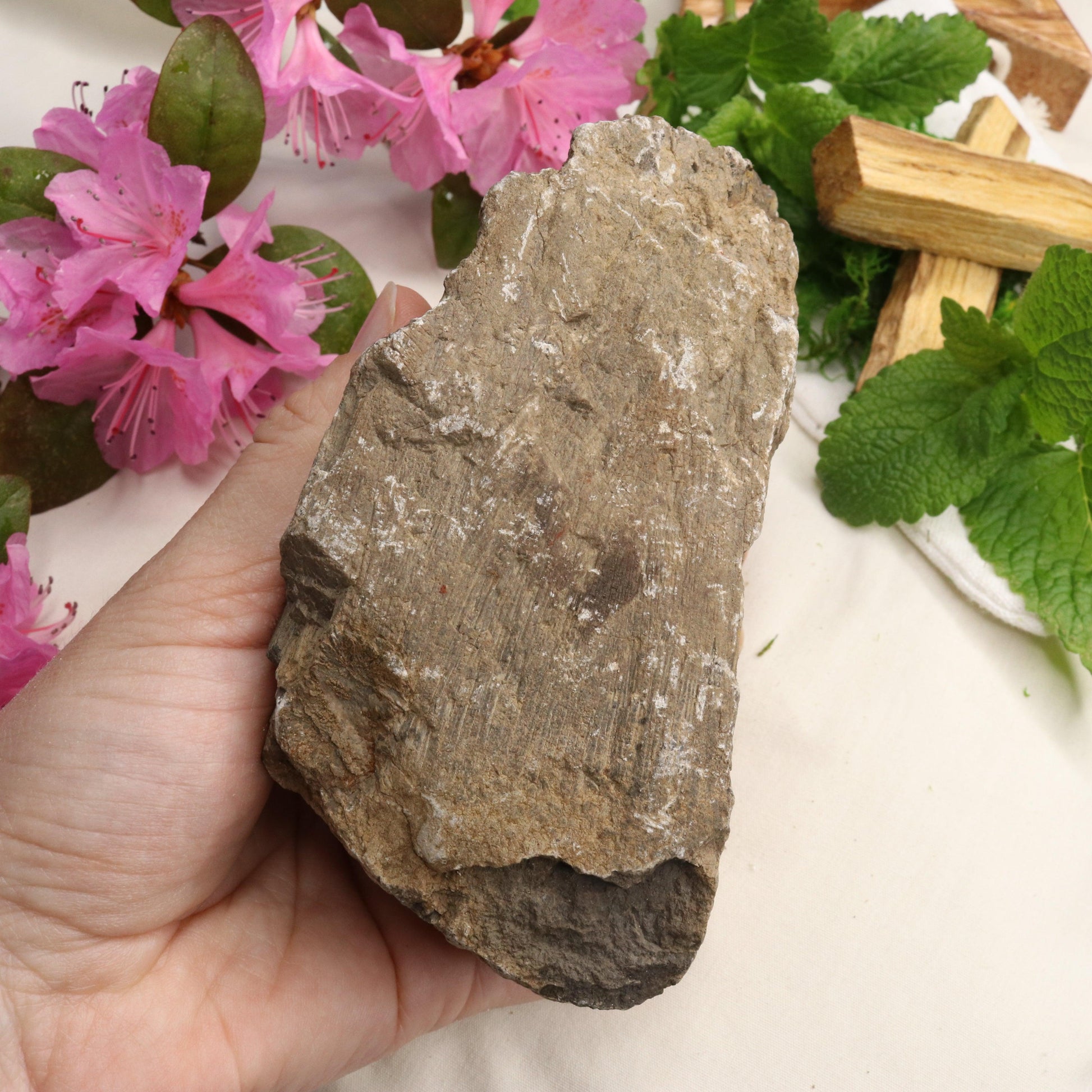 Natural Petrified Wood Specimen ~ Root Chakra Connections - Earth Family Crystals