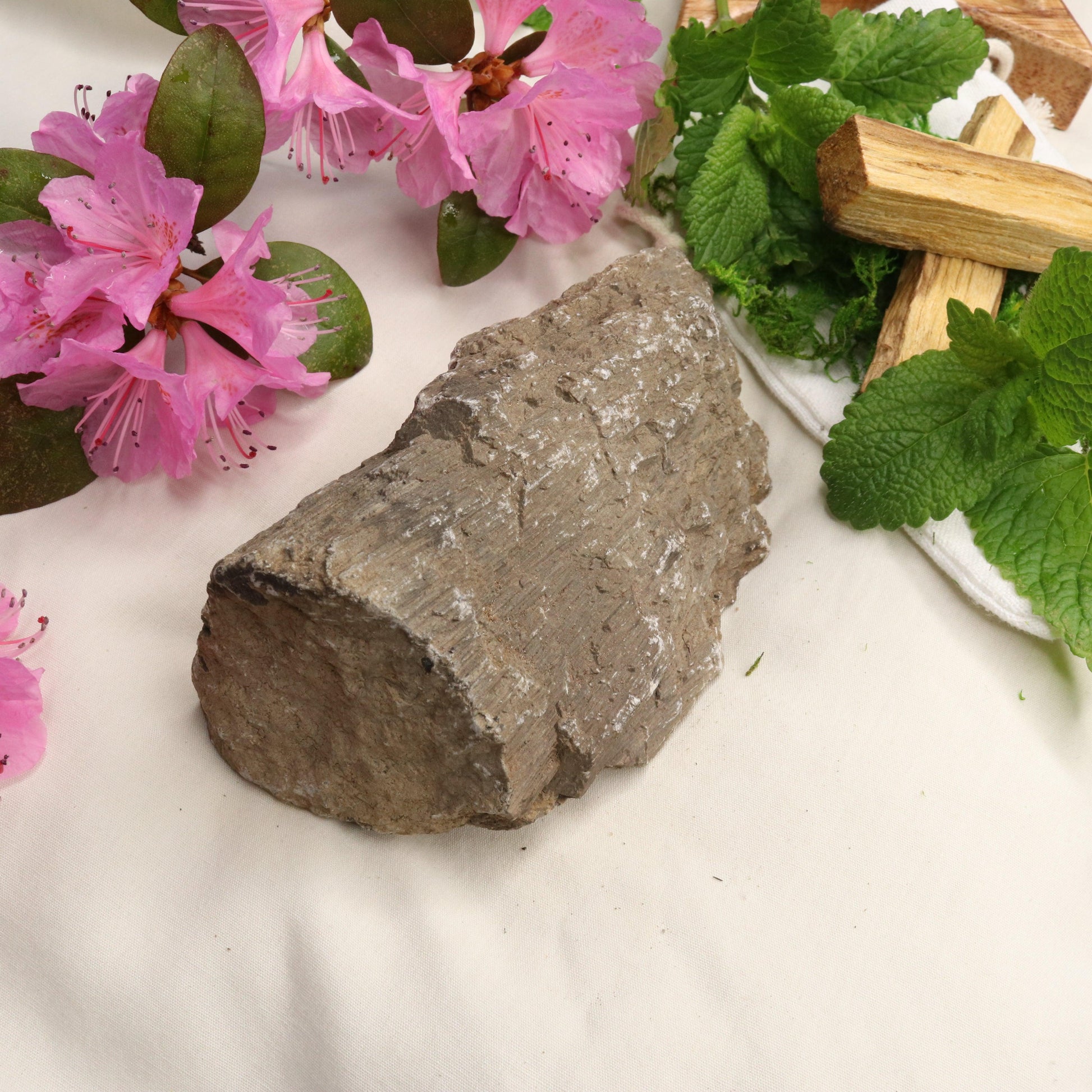 Natural Petrified Wood Specimen ~ Root Chakra Connections - Earth Family Crystals