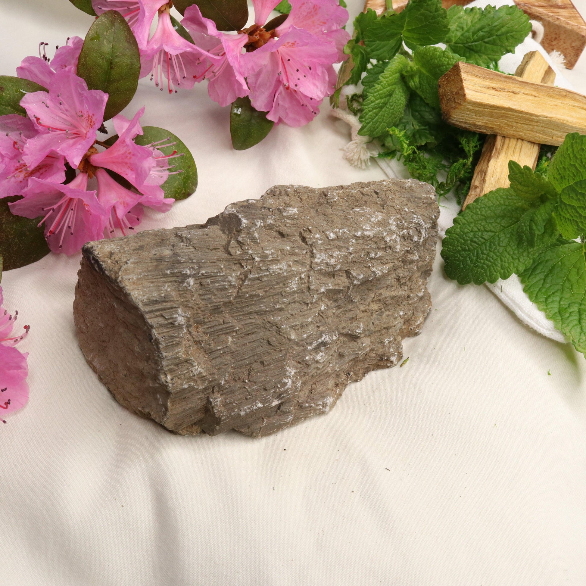 Natural Petrified Wood Specimen ~ Root Chakra Connections - Earth Family Crystals