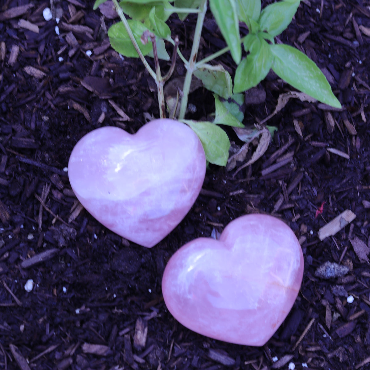 Rose Quartz Puffy Heart Carvings — Madagascar
