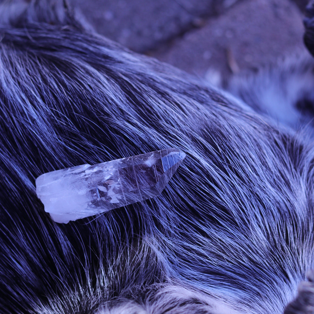 Colombian Lemurian Seed Crystal Point