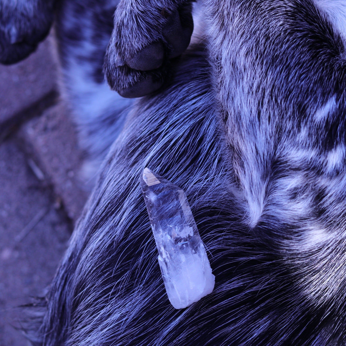 Colombian Lemurian Seed Crystal Point