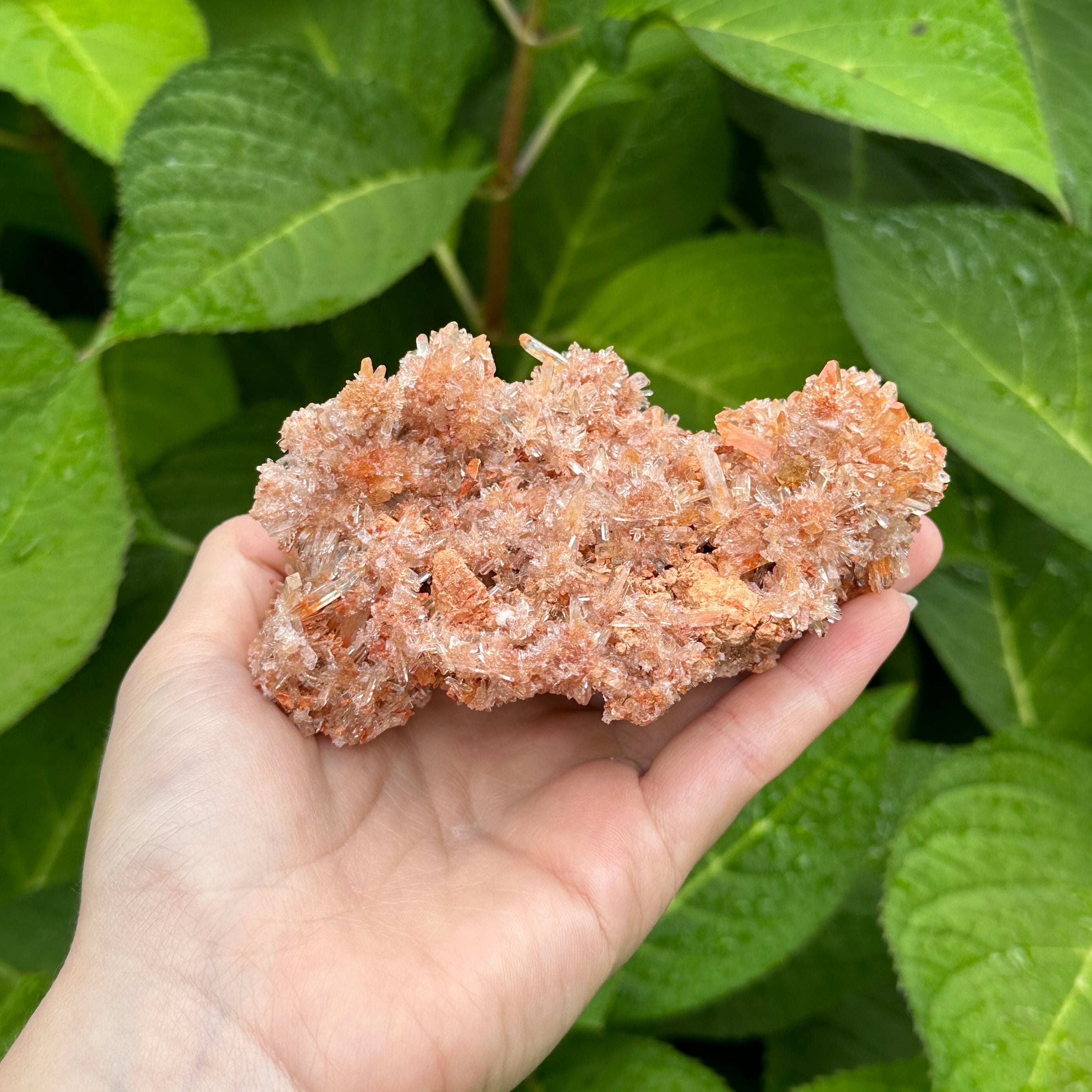 Sparkling Rare Orange Creedite with Micro Crystals! ~ Rare Find