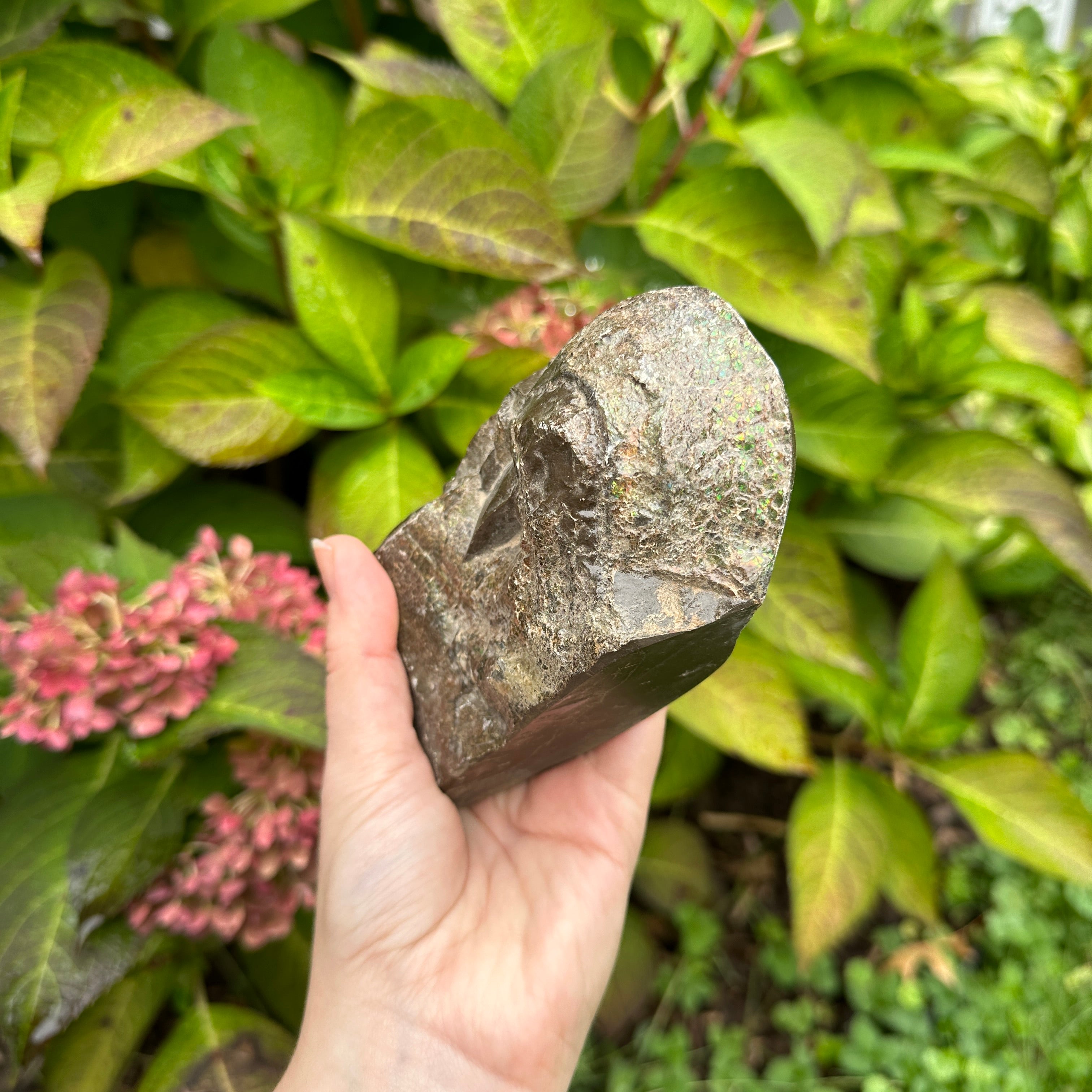 Incredible Ancient Genuine Ammolite Fossil Specimen