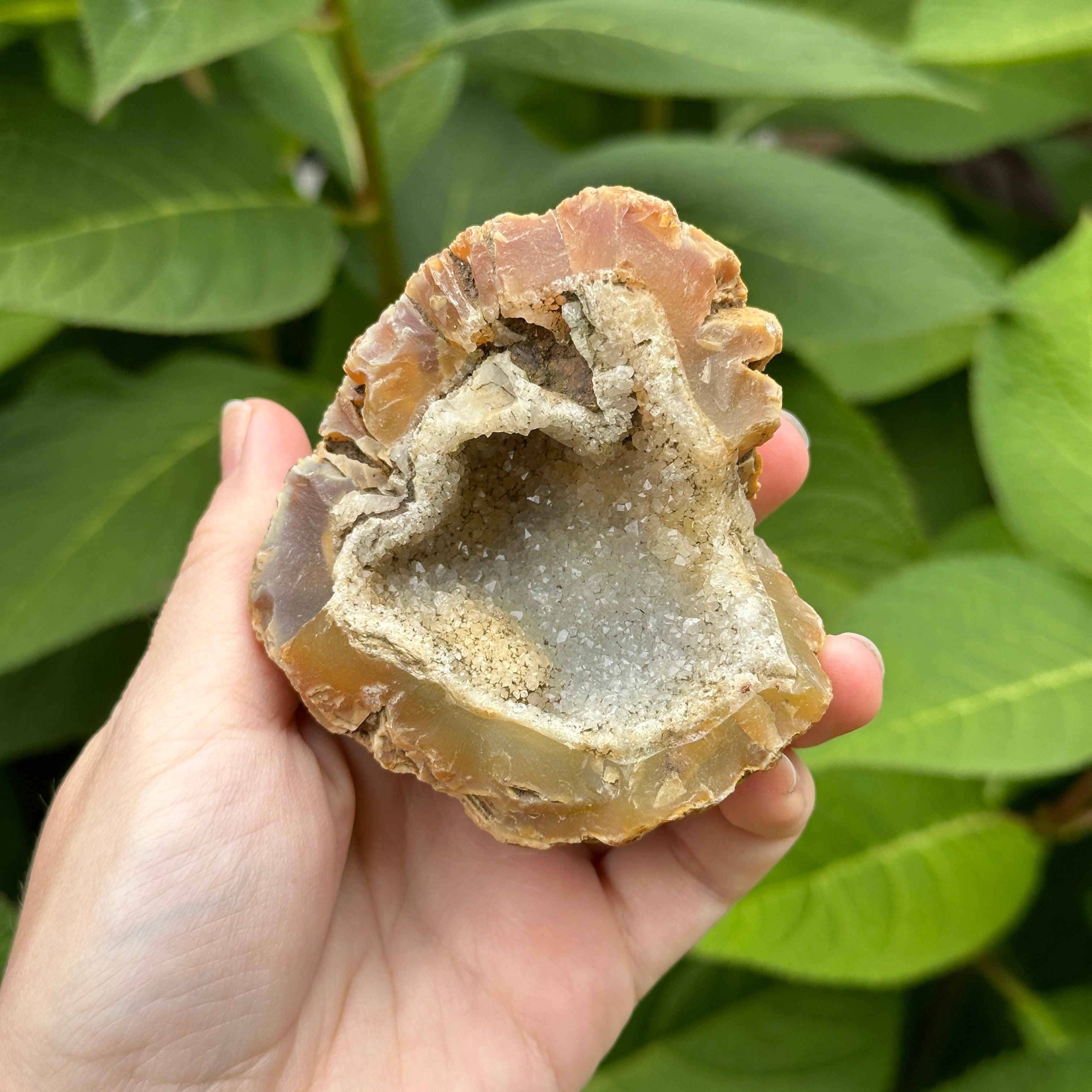 Hand Collected Agate Geode Crystal with Druzy ~ From Washington State, USA