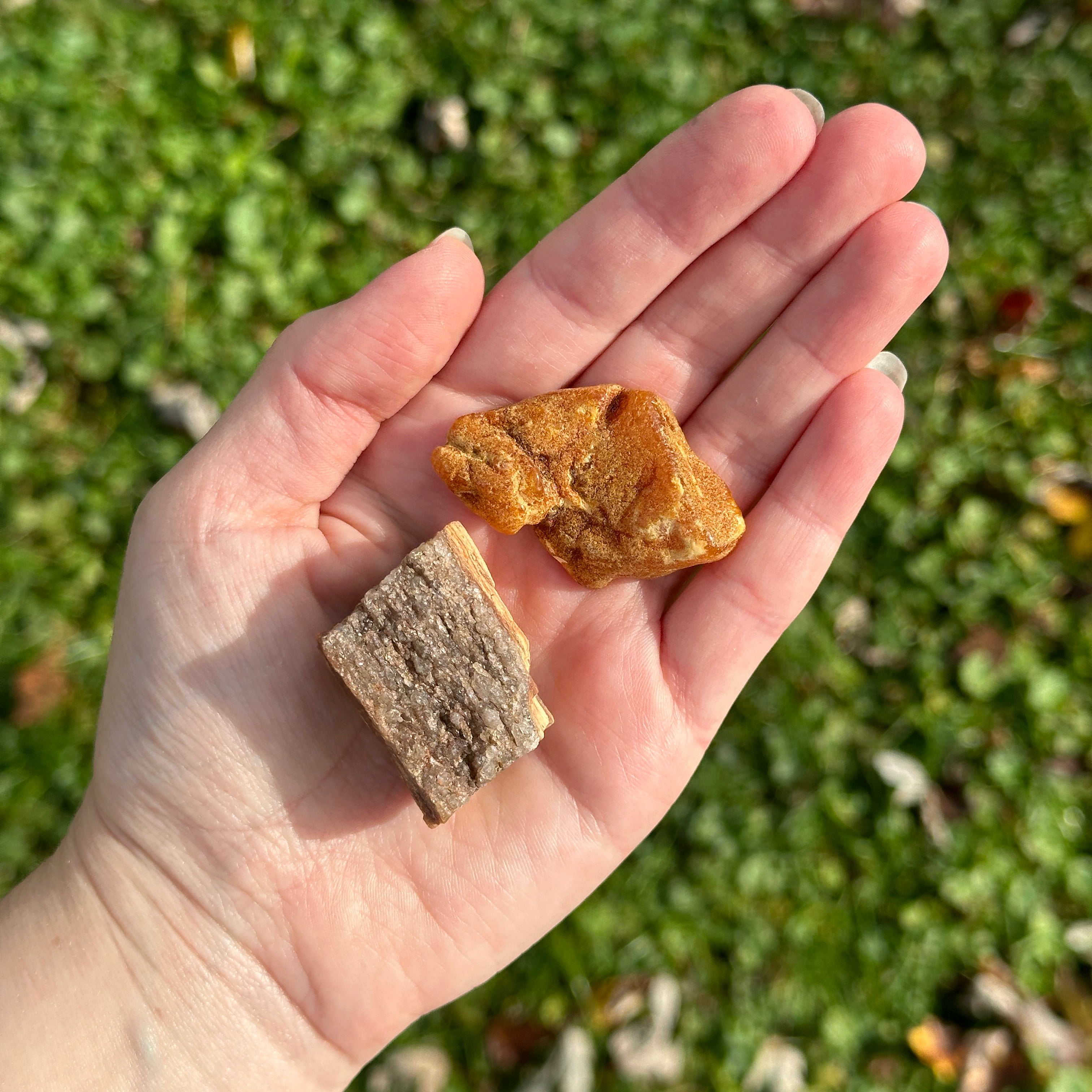 Lithuanian Natural Amber & Petrified Wood Set