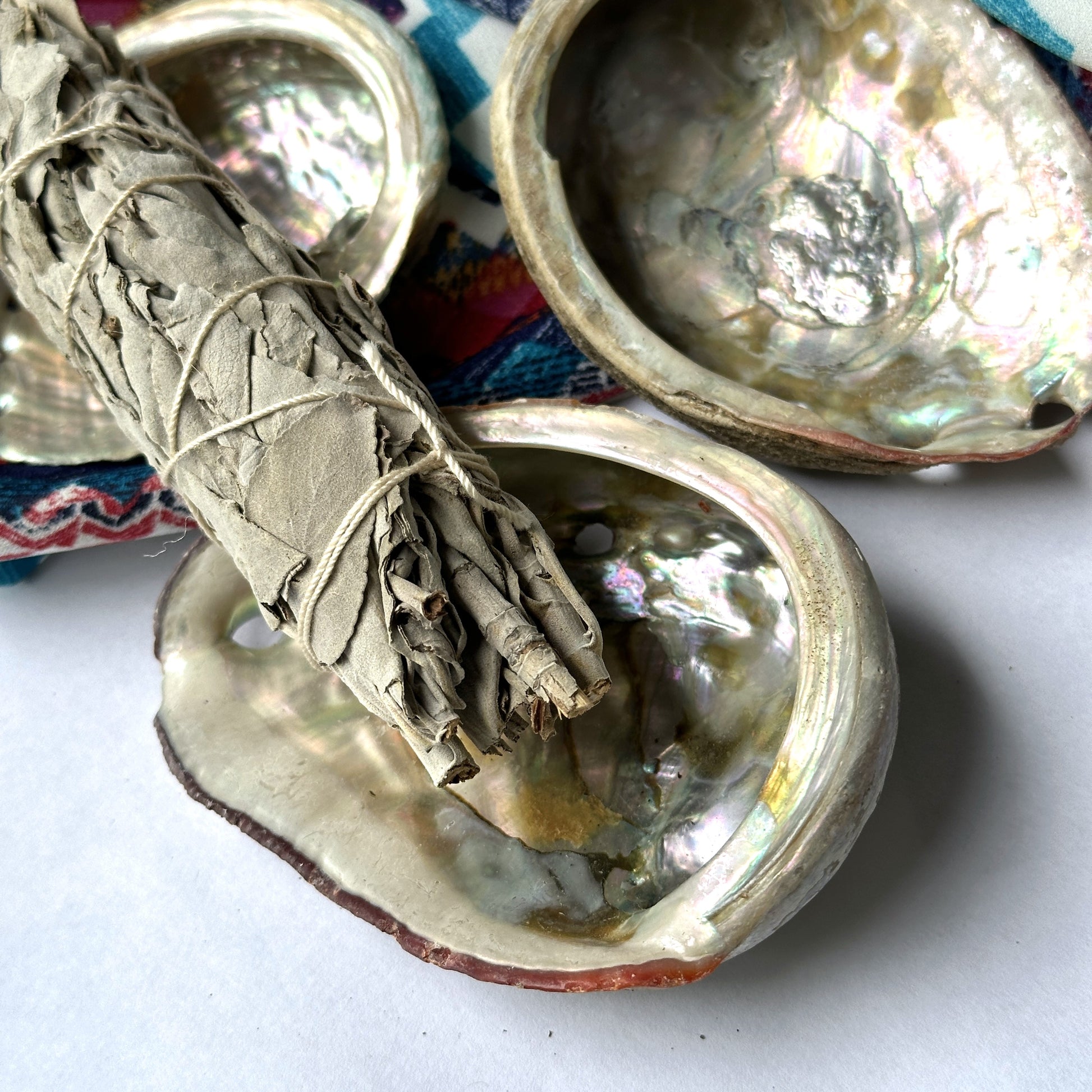 Abalone Shells - Perfect for Smudging and Incense – Earth Family Crystals