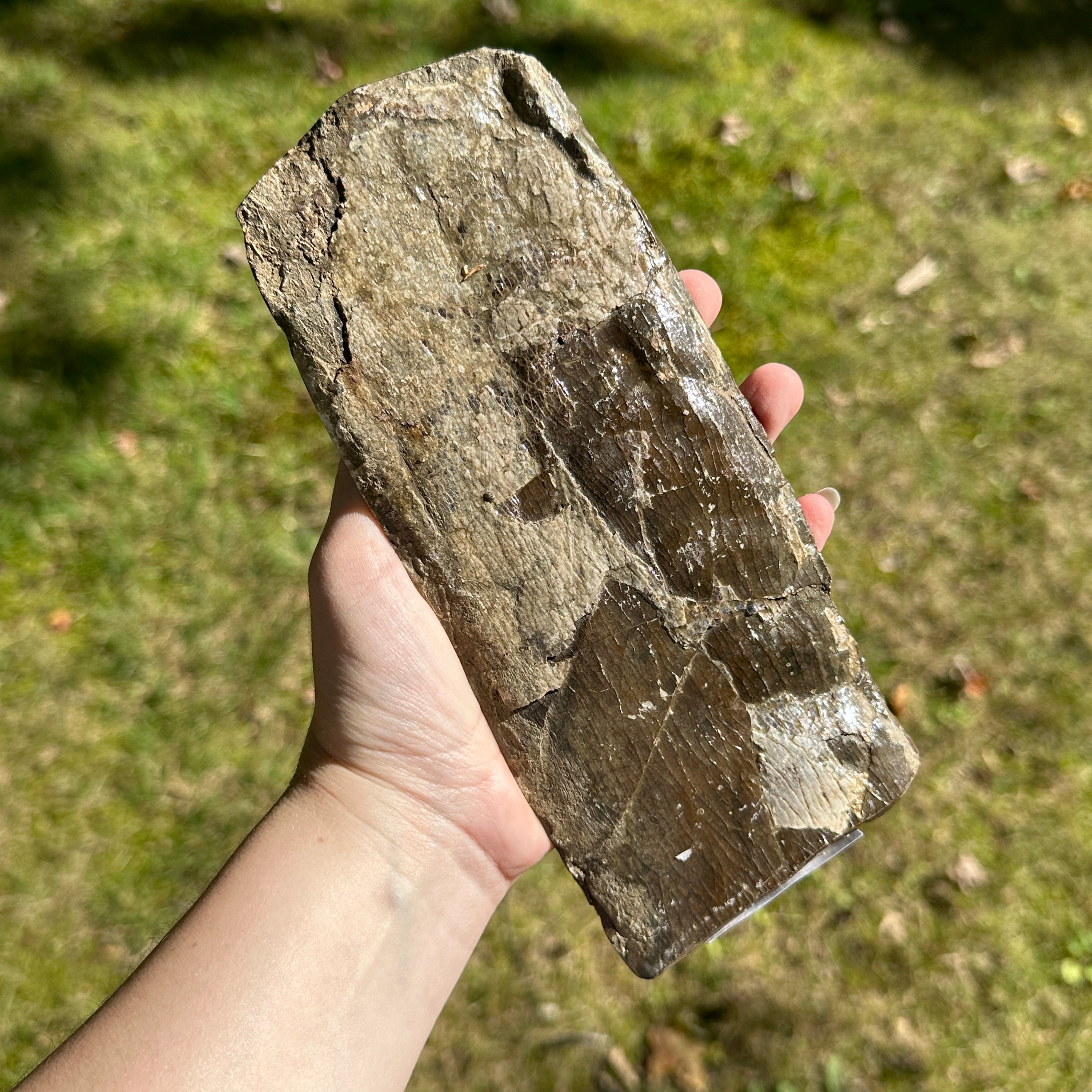 Large Ancient Ammolite Specimen ~ Earthy Grounding Tones for Healing the Root Chakra and Raising Chi