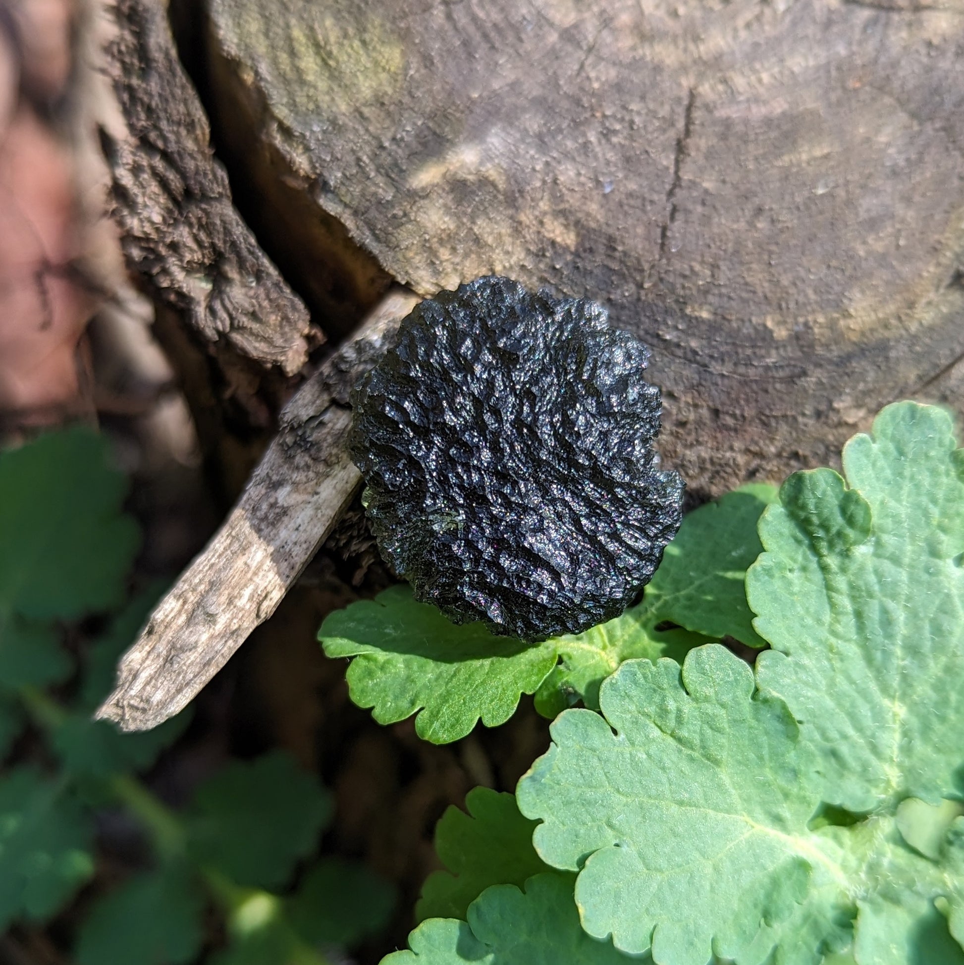 AAA Grade! Genuine Moldavite ~Cosmic Moldavite Tektite Crystal~ Natural Moldavite - Earth Family Crystals