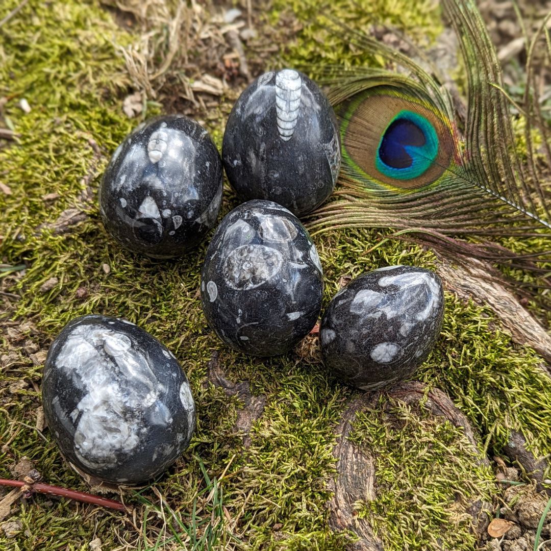Polished Goniatite Eggs Natural Fossil~ Earth and Cosmic Healing Energies ~ Fertility and Abundance - Earth Family Crystals