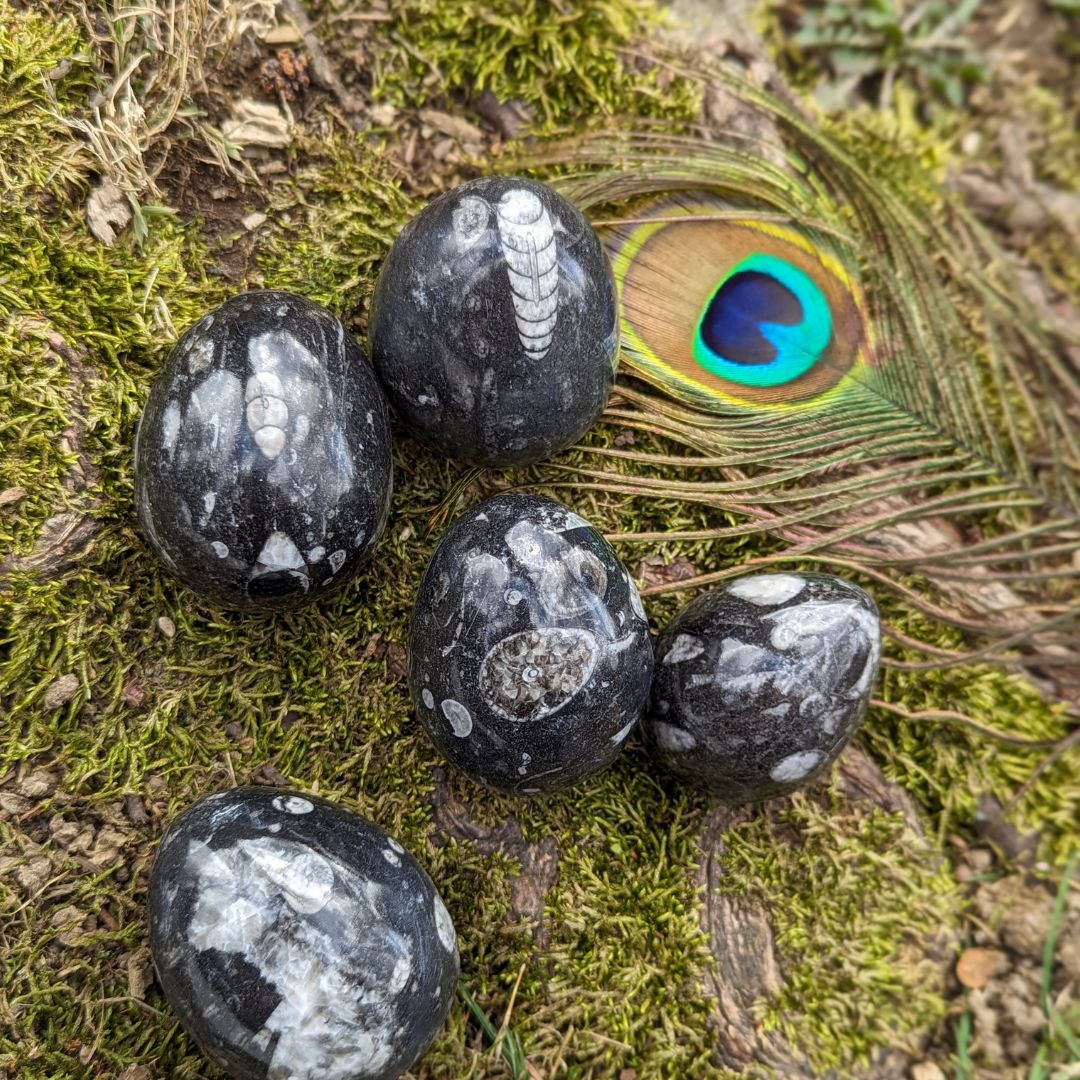 Polished Goniatite Eggs Natural Fossil~ Earth and Cosmic Healing Energies ~ Fertility and Abundance - Earth Family Crystals