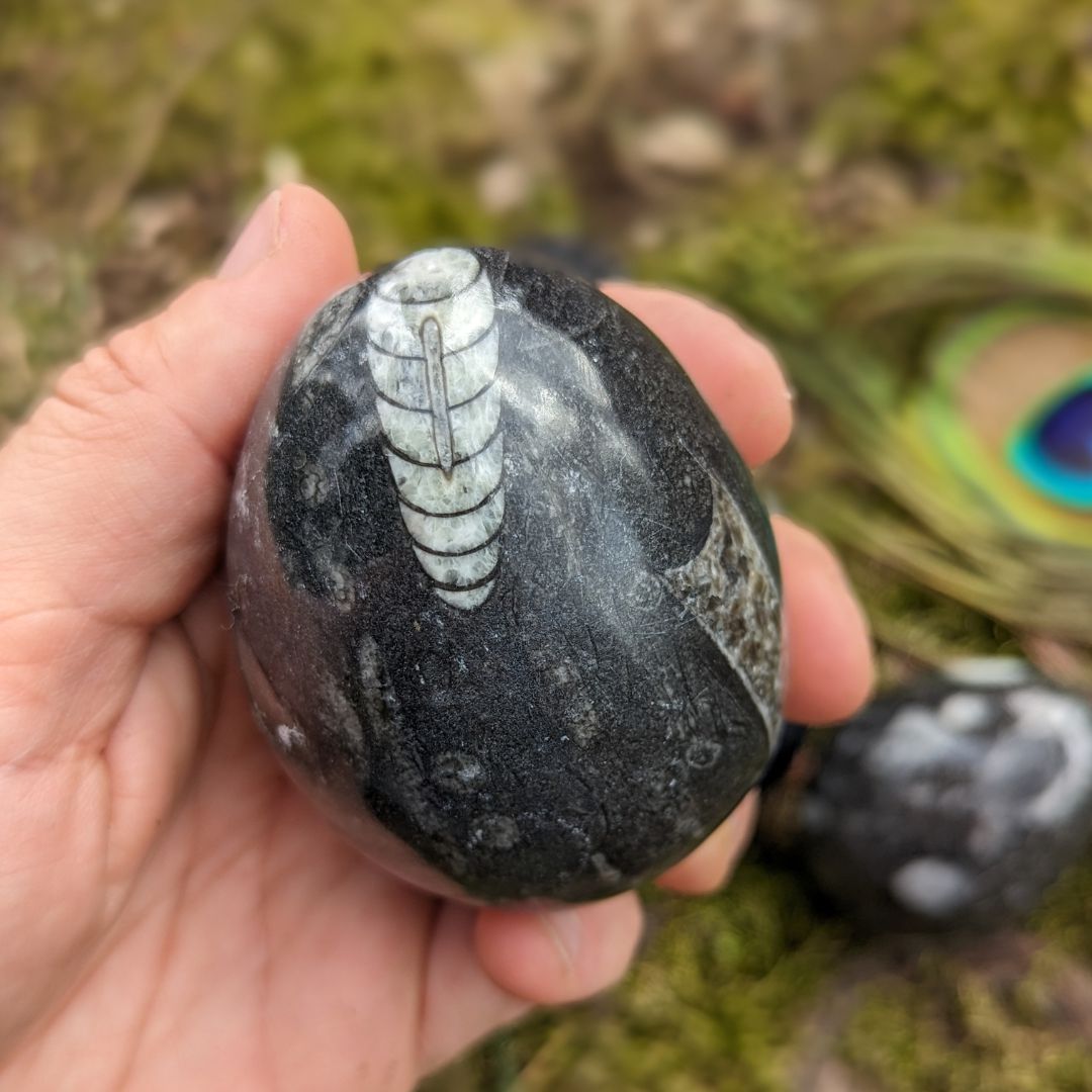 Polished Goniatite Eggs Natural Fossil~ Earth and Cosmic Healing Energies ~ Fertility and Abundance - Earth Family Crystals