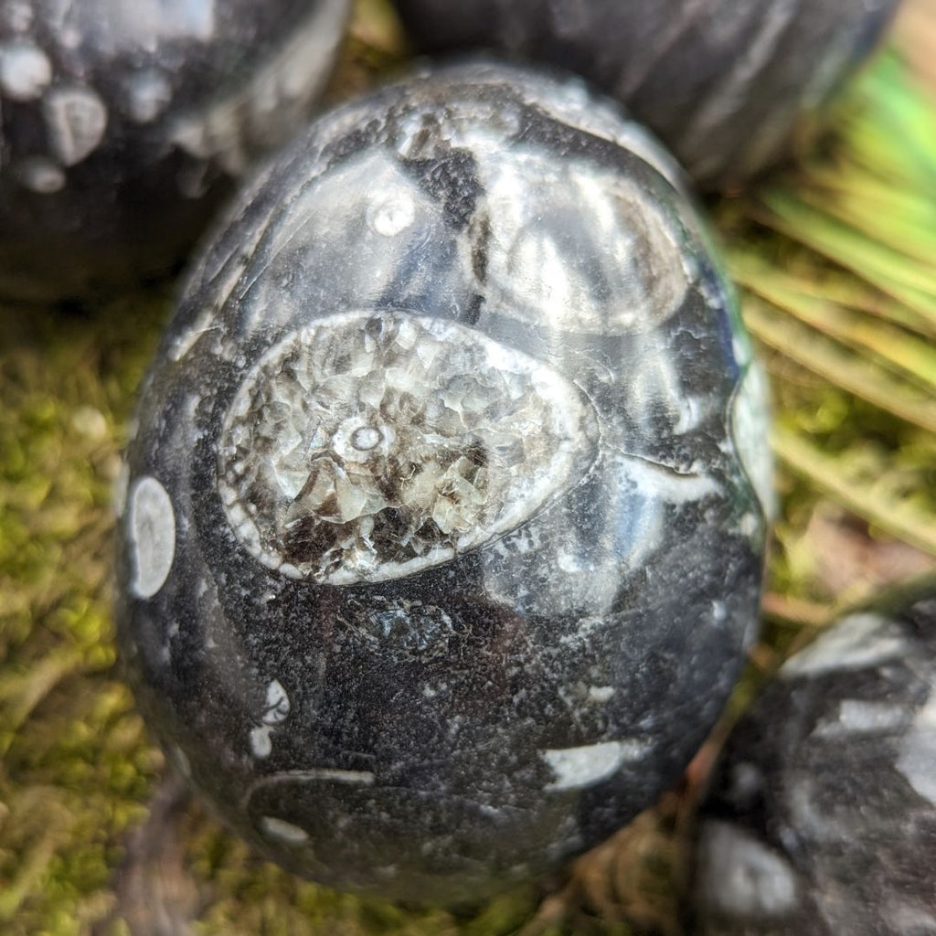 Polished Goniatite Eggs Natural Fossil~ Earth and Cosmic Healing Energies ~ Fertility and Abundance - Earth Family Crystals