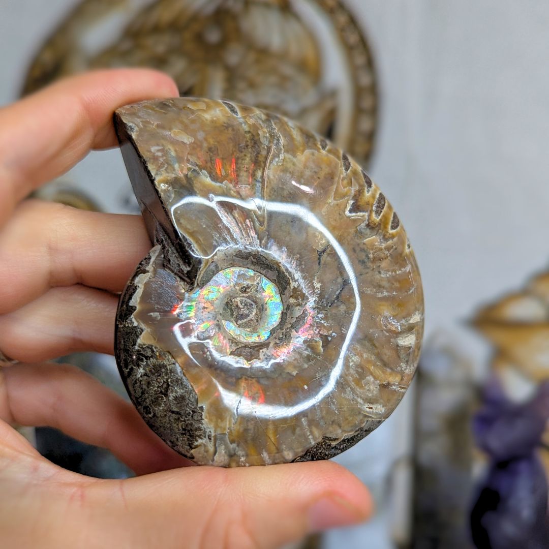 Ammolite Fossil with Rainbow Flash!