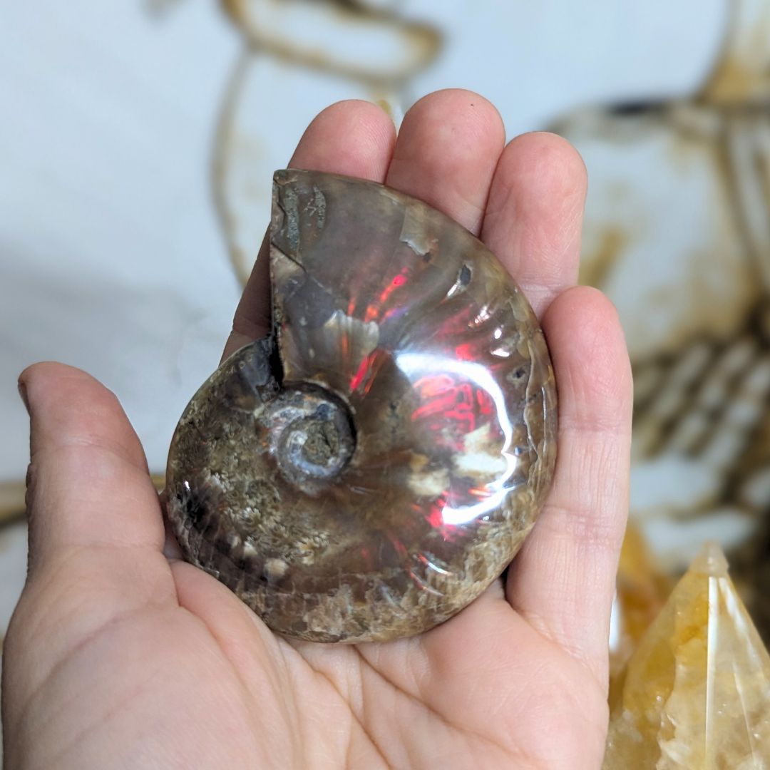 Ammolite Fossil with Red and Rainbow Flash! Unique Find!