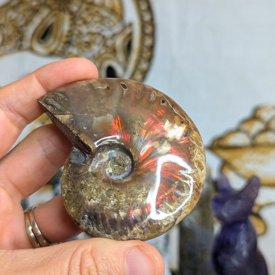 Ammolite Fossil with Red and Rainbow Flash! Unique Find!