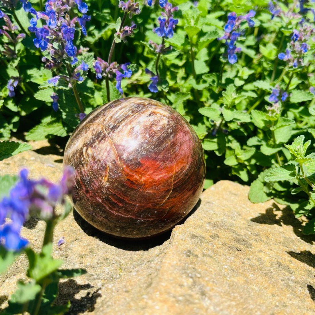 GORGEOUS! Grounding and Balancing Unique Medium Petrified Wood Sphere Carving - Earth Family Crystals