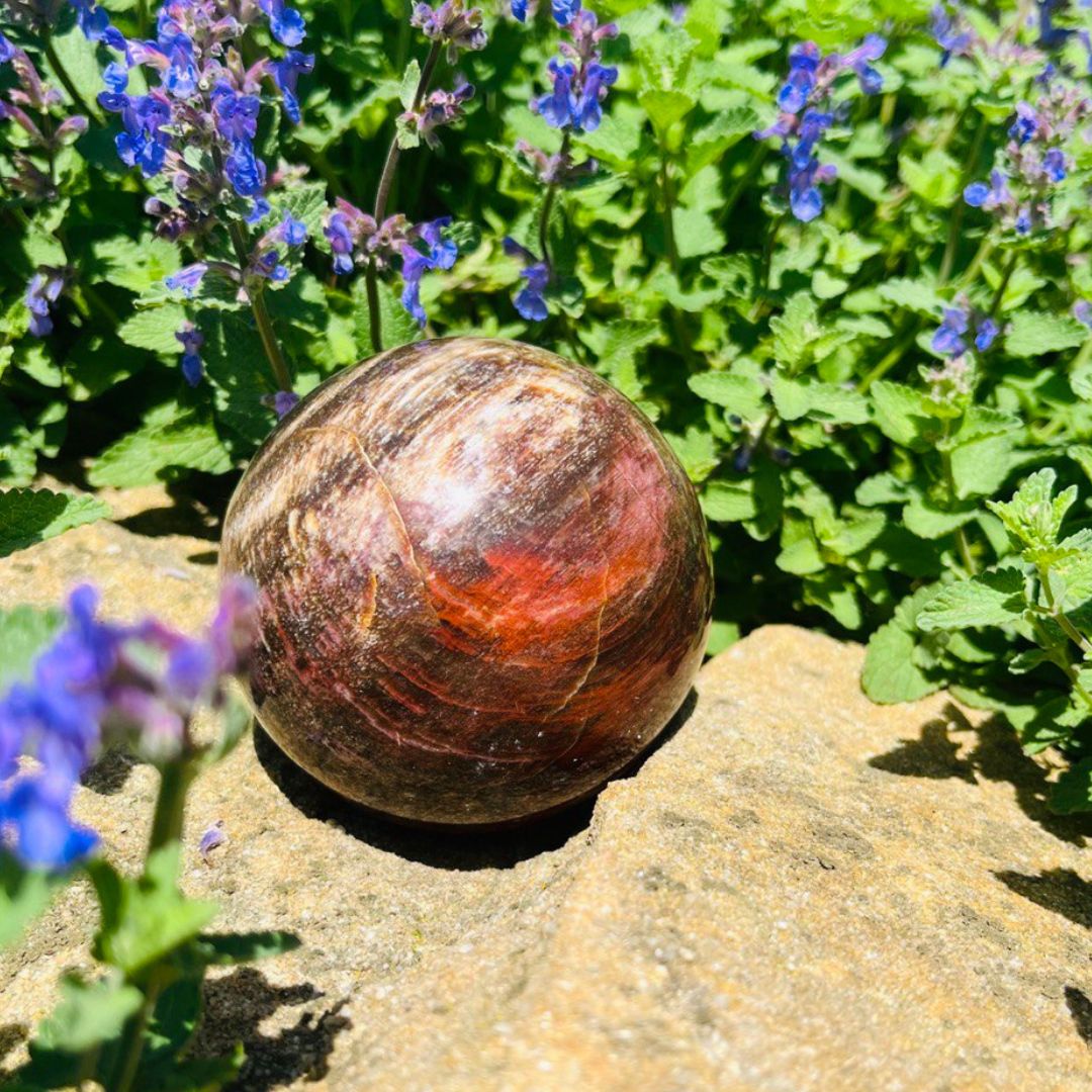 Grounding and Balancing Unique Medium Petrified Wood Sphere