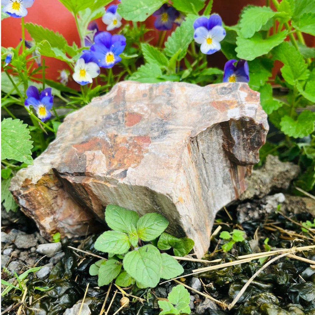 1.4 KG Dazzling Energy ~ Petrified Wood Specimen with Druzy Vein - Earth Family Crystals