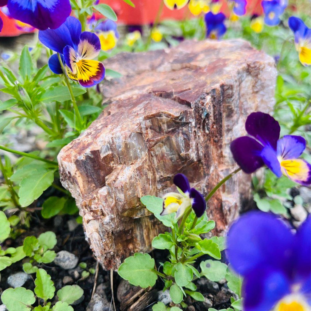 1.4 KG Dazzling Energy ~ Petrified Wood Specimen with Druzy Vein - Earth Family Crystals