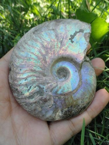 Ammonite Large - Earth Family Crystals