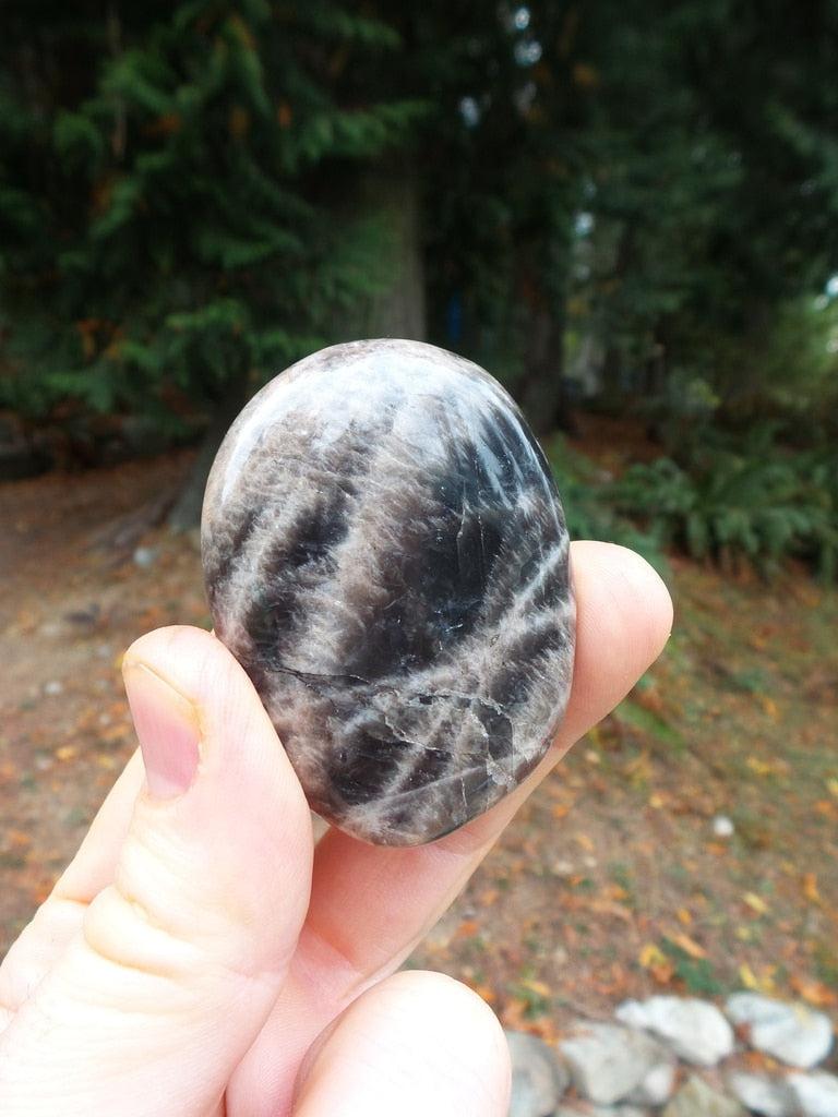 Glossy Black Moonstone Palm Stone - Earth Family Crystals