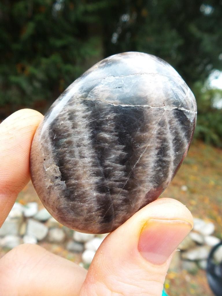 Glossy Black Moonstone Palm Stone - Earth Family Crystals