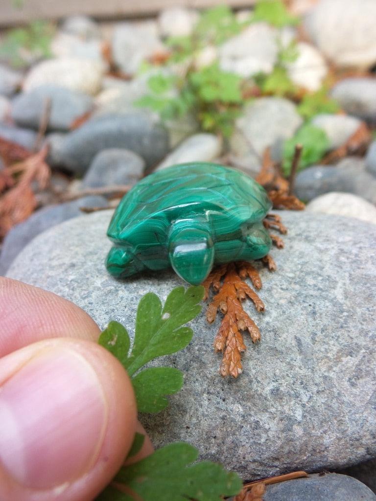 Perfect Pet! Malachite Turtle Carving - Earth Family Crystals
