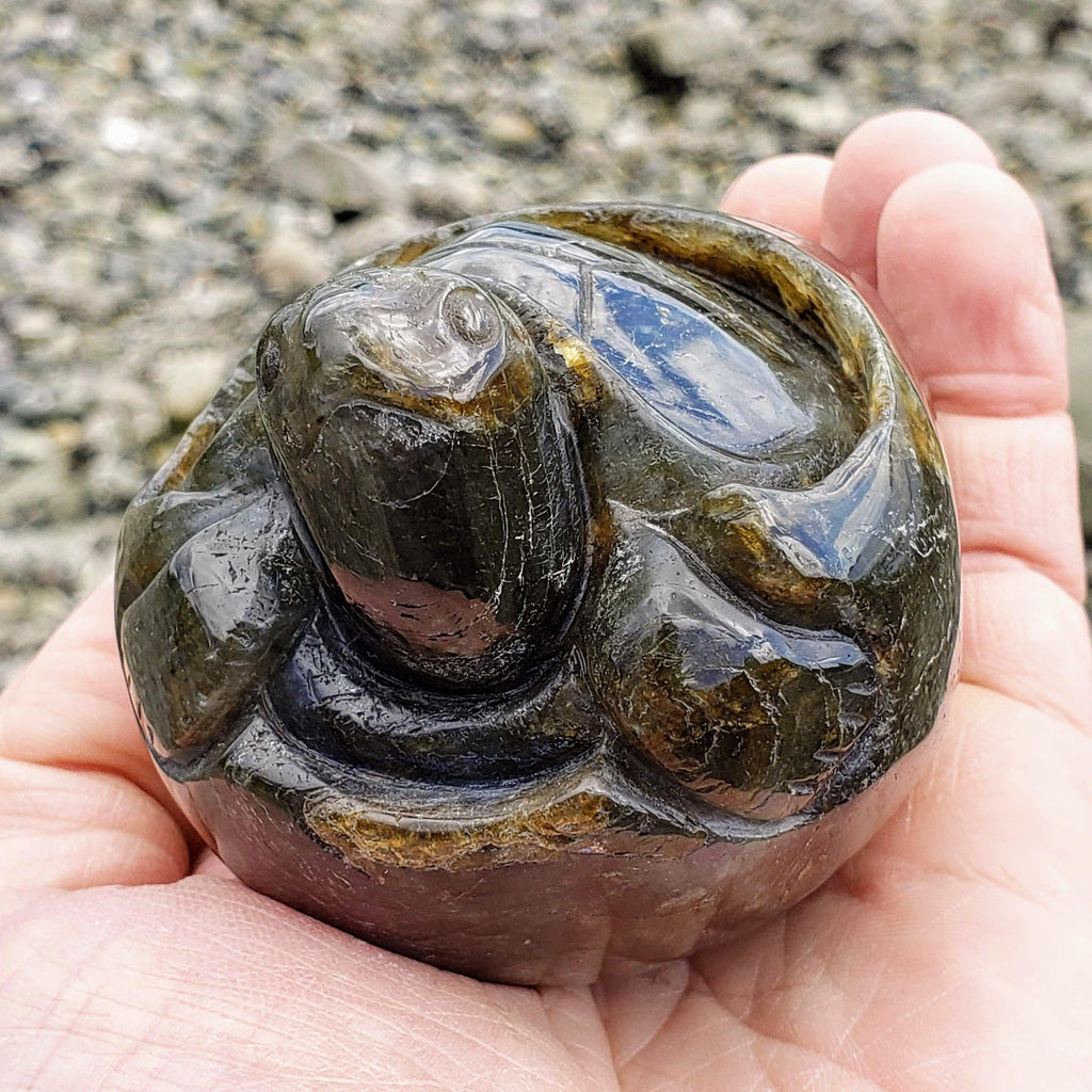 Adorable Large Hatching Turtle Labradorite Carving - Earth Family Crystals