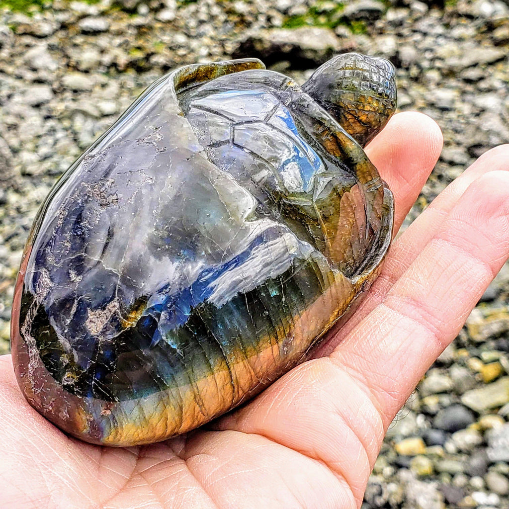 Adorable Large Hatching Turtle Labradorite Carving - Earth Family Crystals