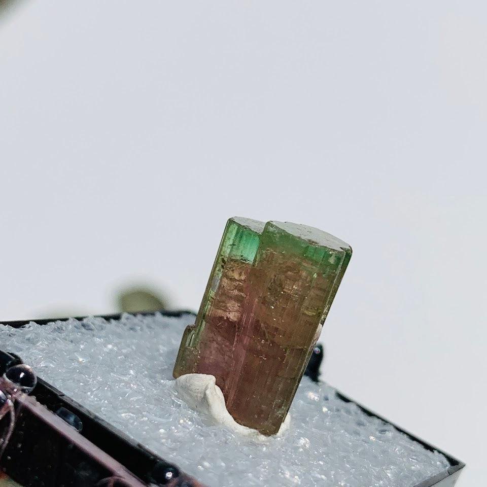 Rare Gemmy Watermelon Tourmaline Point From Brazil in Collectors Box #4 - Earth Family Crystals