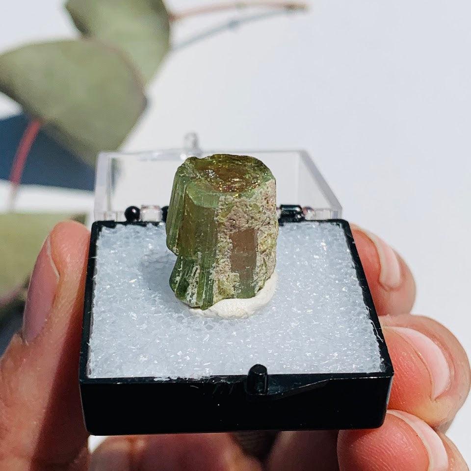 Rare Gemmy Watermelon Tourmaline Point From Brazil in Collectors Box #1 - Earth Family Crystals