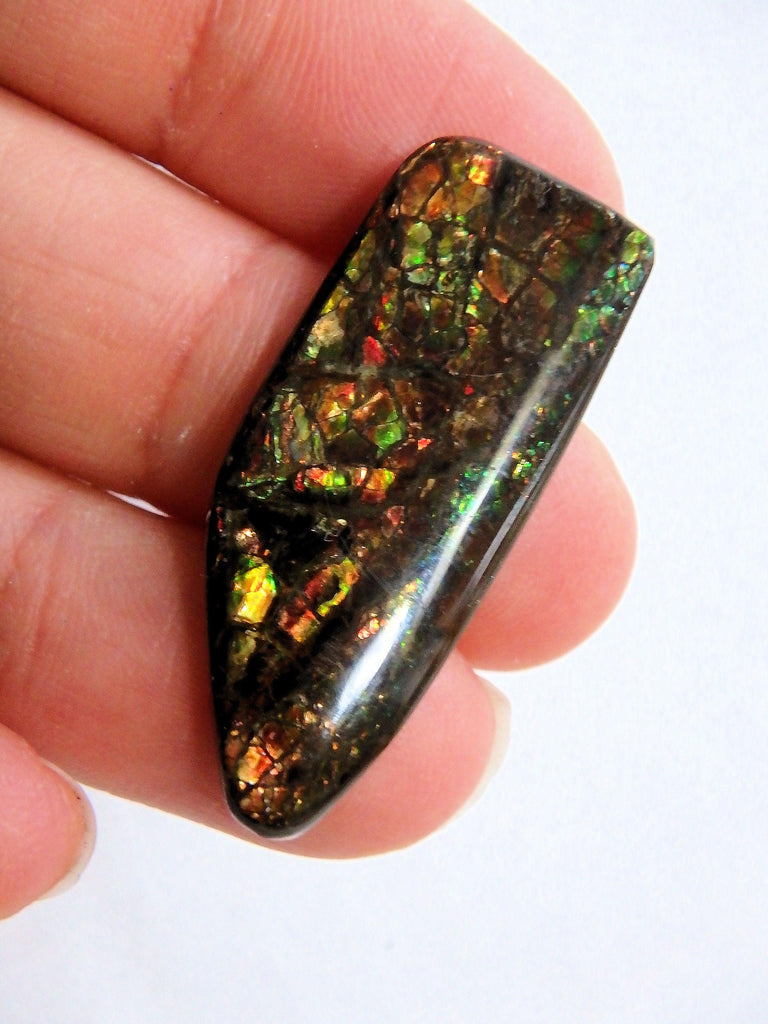 Multi Sparkle Alberta Ammolite Fossil Shell Cabochon Free Form (Ideal for Jewelry Making) 1 - Earth Family Crystals