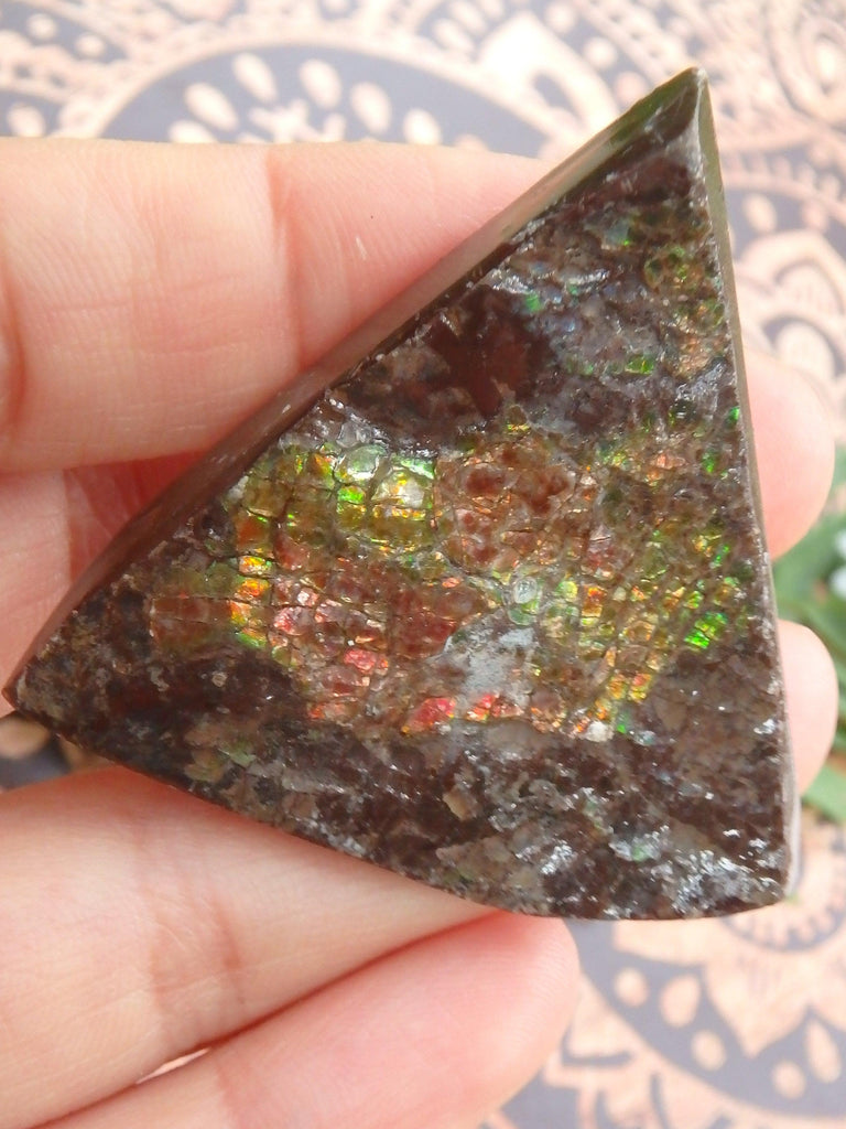 Shimmering Flashes Alberta Ammolite on Matrix Specimen - Earth Family Crystals