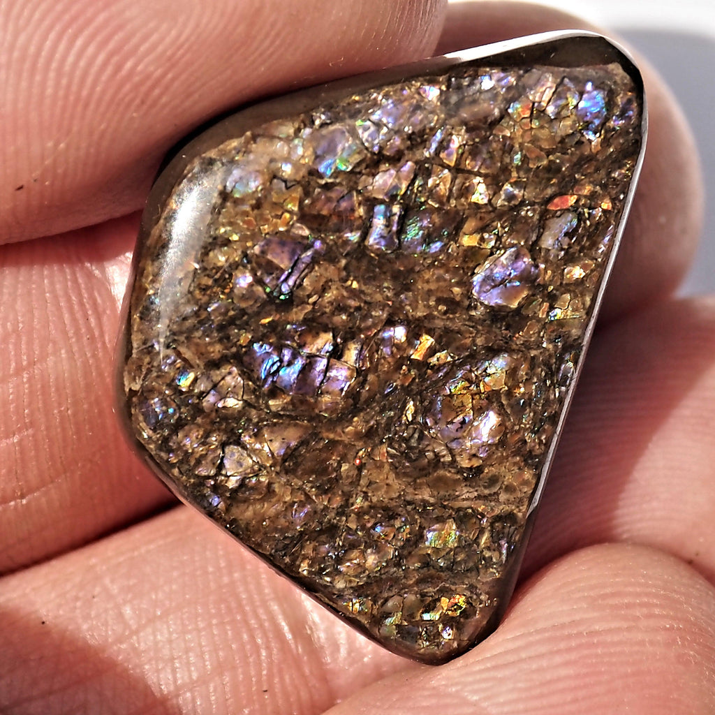 Rare Purple Flashes Alberta Ammolite Cabochon Ideal for Crafting #1 - Earth Family Crystals