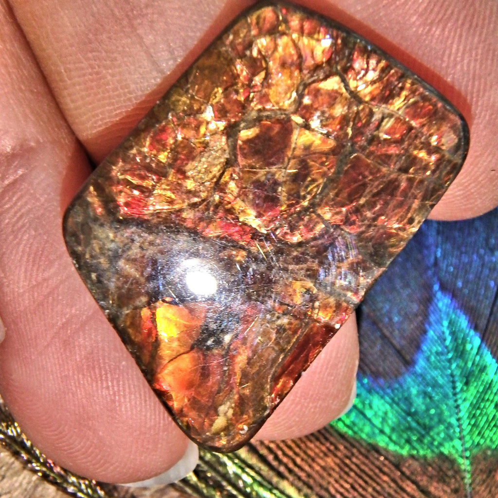 Golden & Red Flashes Alberta Ammolite Cabochon Ideal for Crafting - Earth Family Crystals
